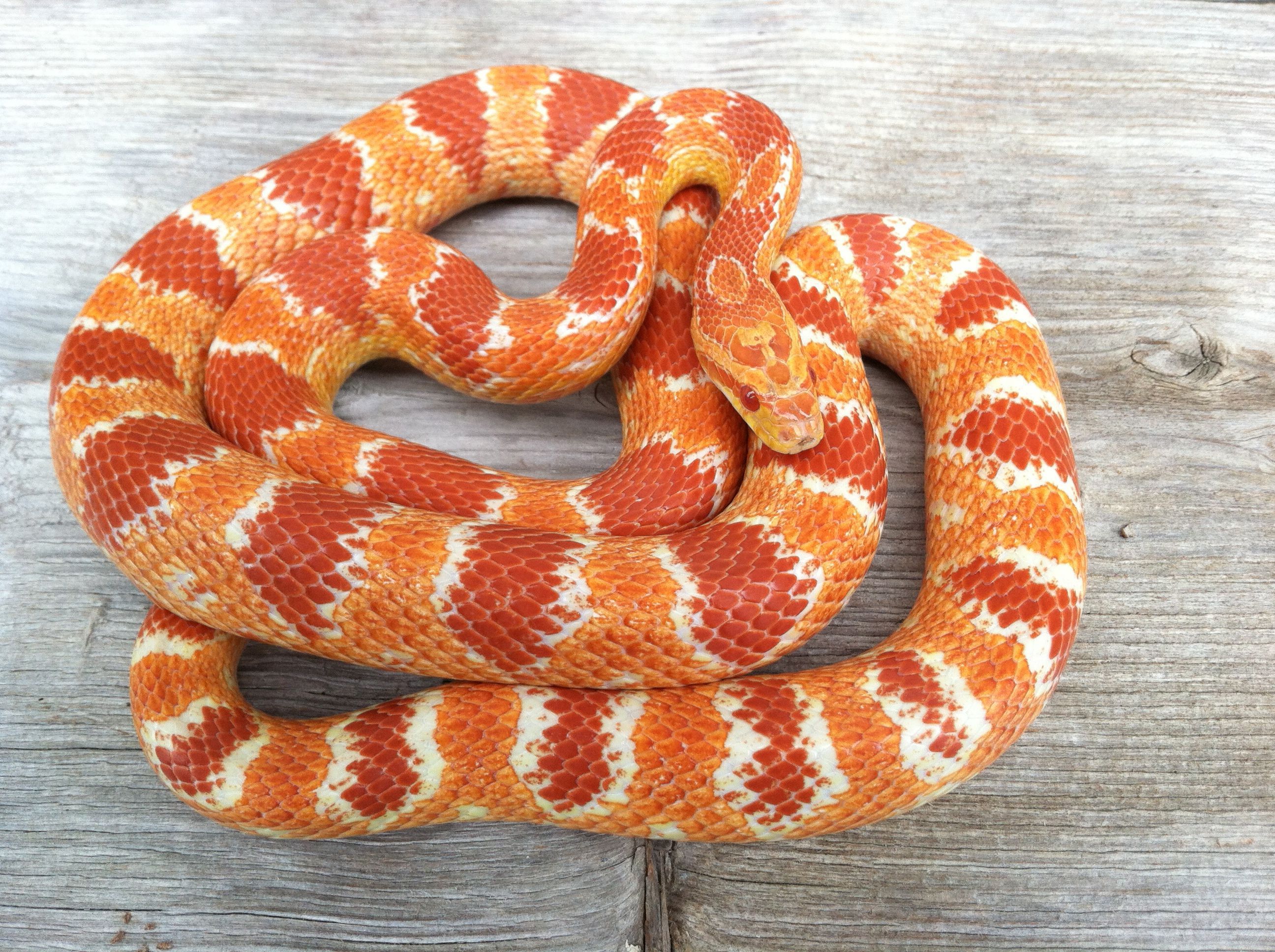 Corn Snake Computer Wallpaper - Buf Amel Corn Snake , HD Wallpaper & Backgrounds