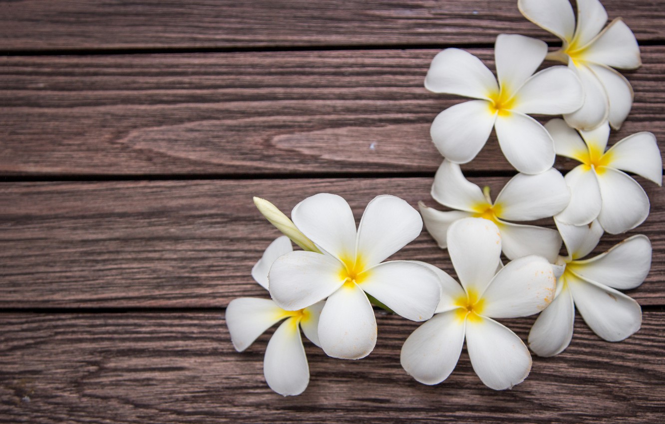 Photo Wallpaper Flowers, White, Wood, Flowers, Plumeria, - Frangipani , HD Wallpaper & Backgrounds