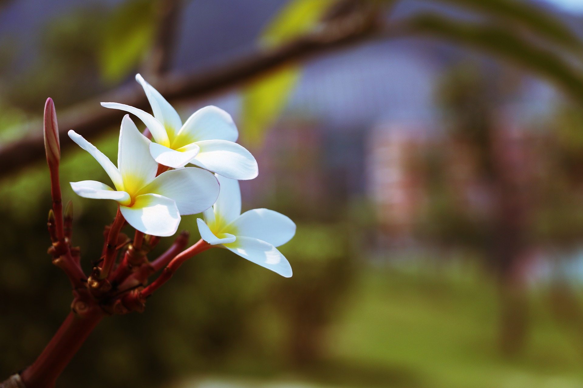 White Plumeria Wallpaper High Quality - Araliya Flower , HD Wallpaper & Backgrounds