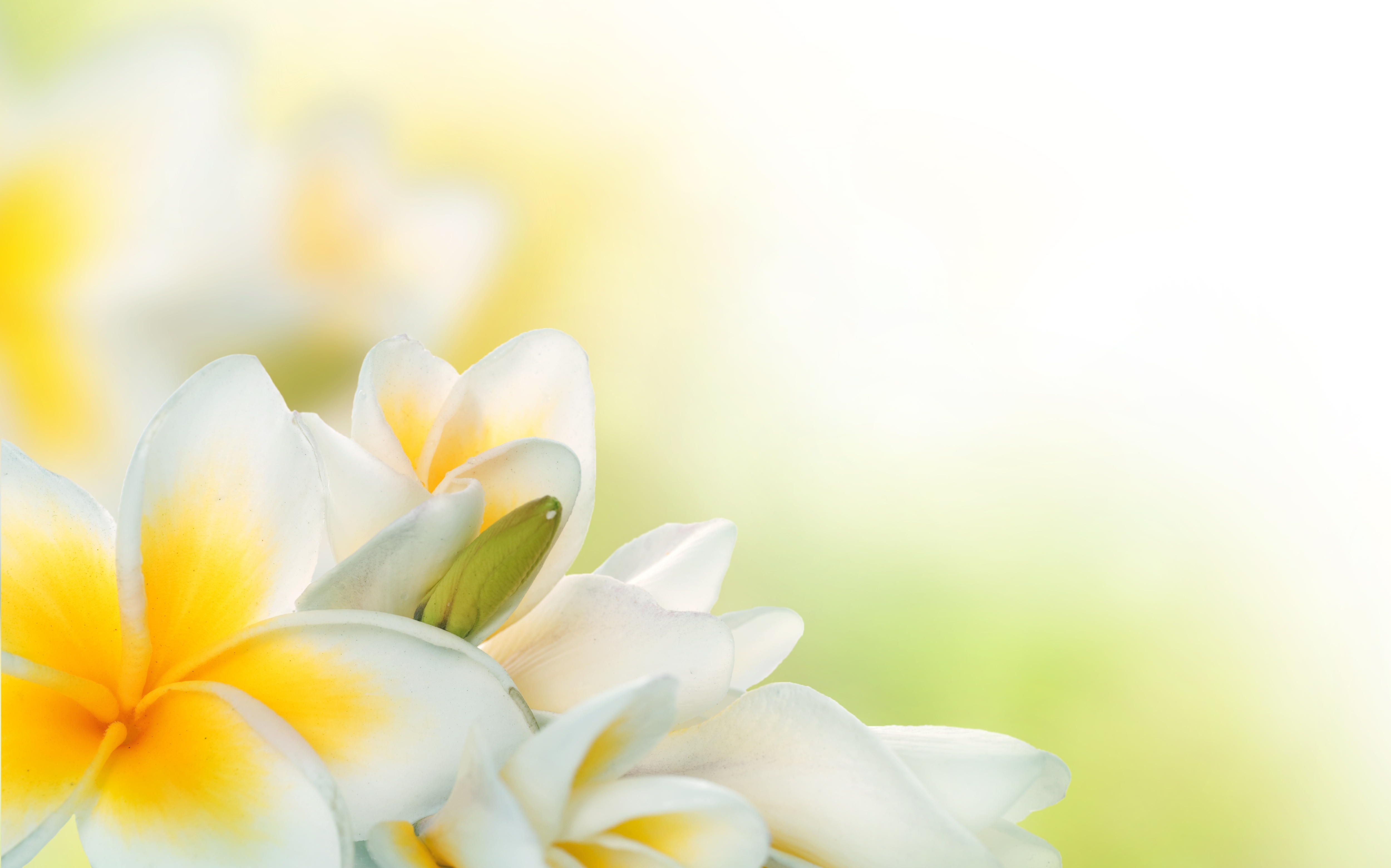 Wallpaper - White Temple Flowers Background , HD Wallpaper & Backgrounds