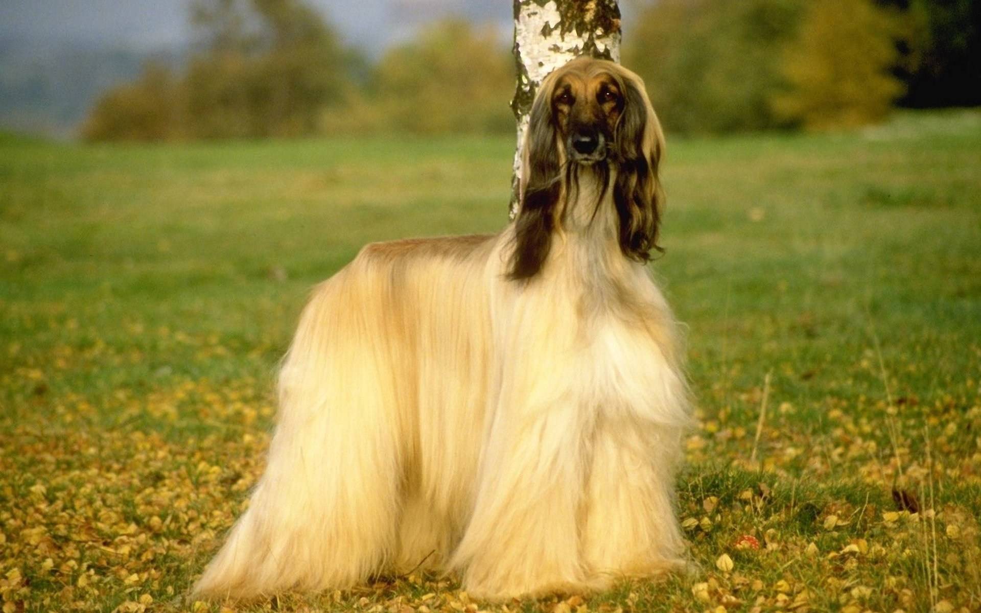 Afghan Dog Hd Wide Wallpaper For Widescreen - Afghan Hound Hd , HD Wallpaper & Backgrounds