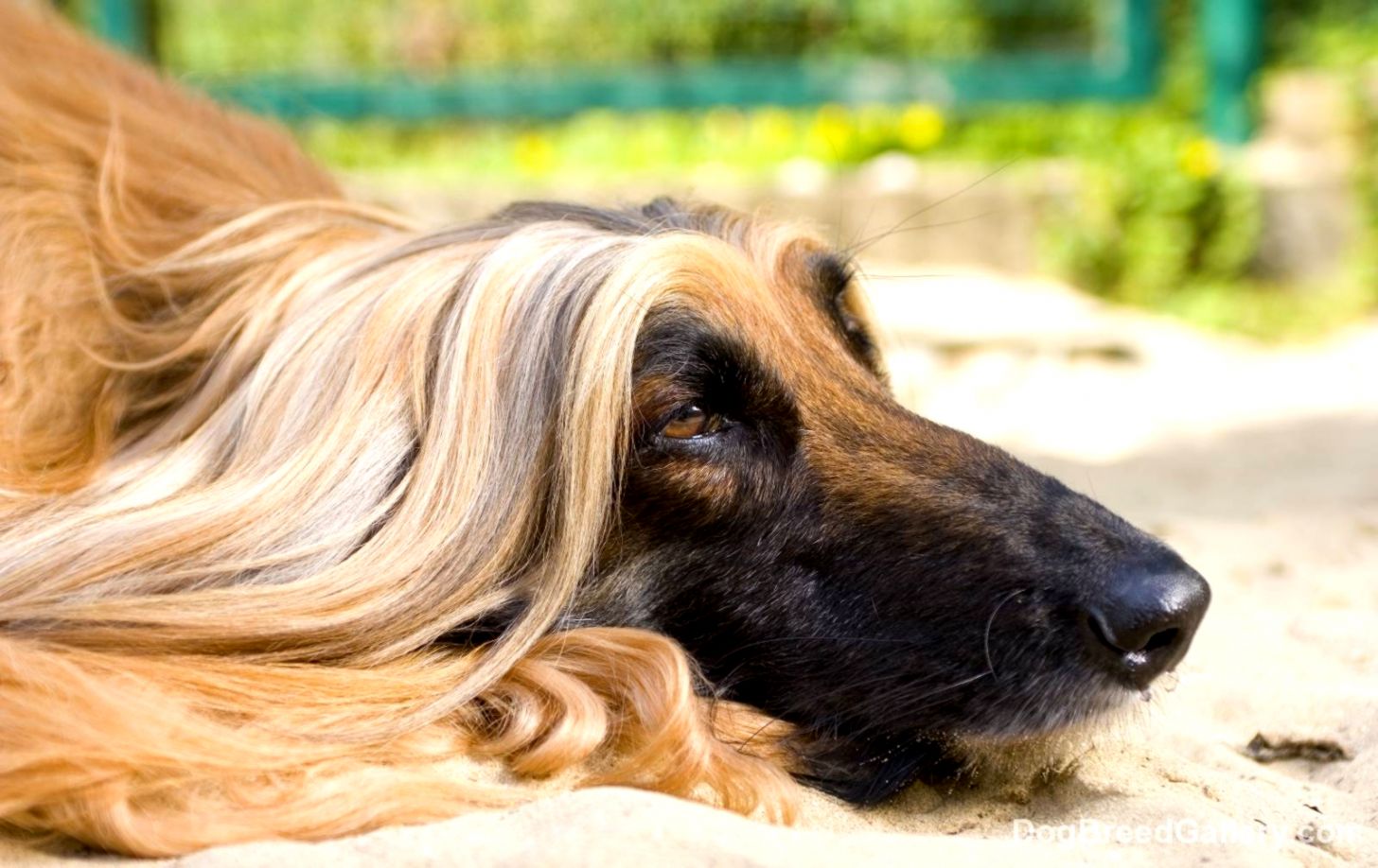 Afghan Hound Wallpapers Hd Download - Afghan Hound Free , HD Wallpaper & Backgrounds