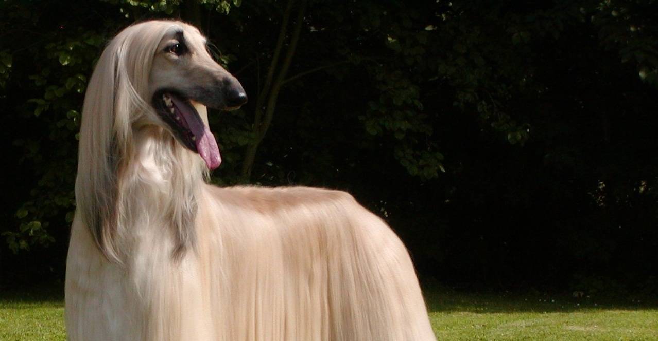Afghan Hound Wallpapers-wqkm16j , HD Wallpaper & Backgrounds