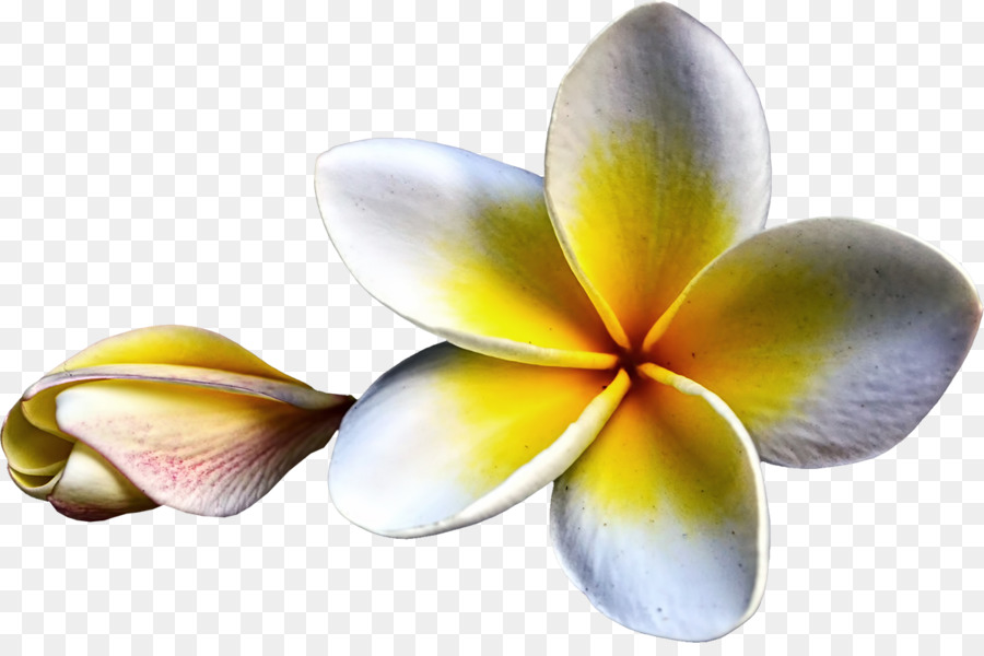 Plumeria Rubra, Desktop Wallpaper, Flower, Petal Png - Frangipani , HD Wallpaper & Backgrounds