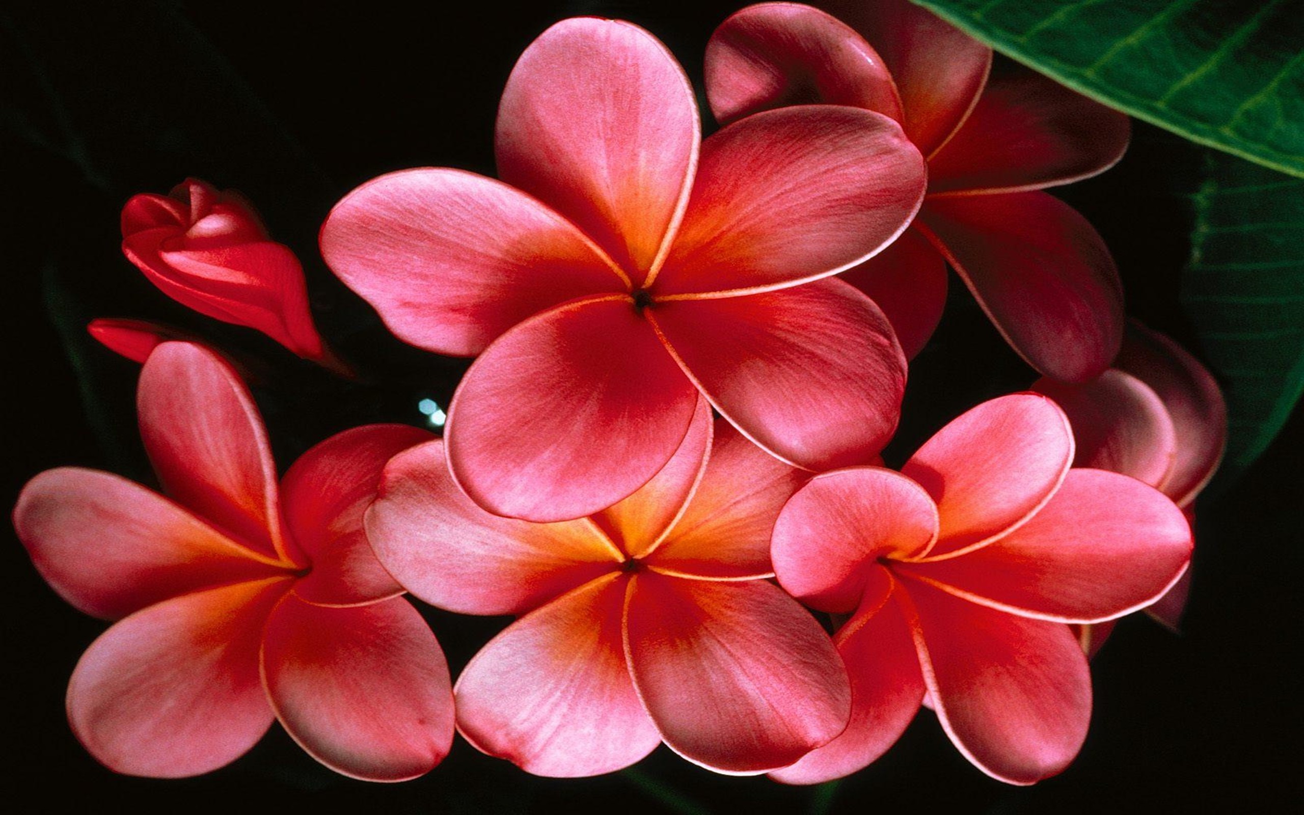 Plumeria Backgrounds - Plumeria Flower With Black Background , HD Wallpaper & Backgrounds