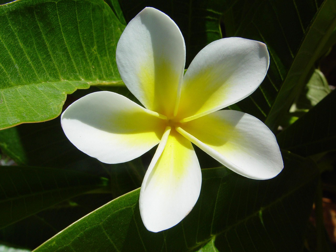 Plumeria Flowers - Flowers Images Free Download Hd , HD Wallpaper & Backgrounds