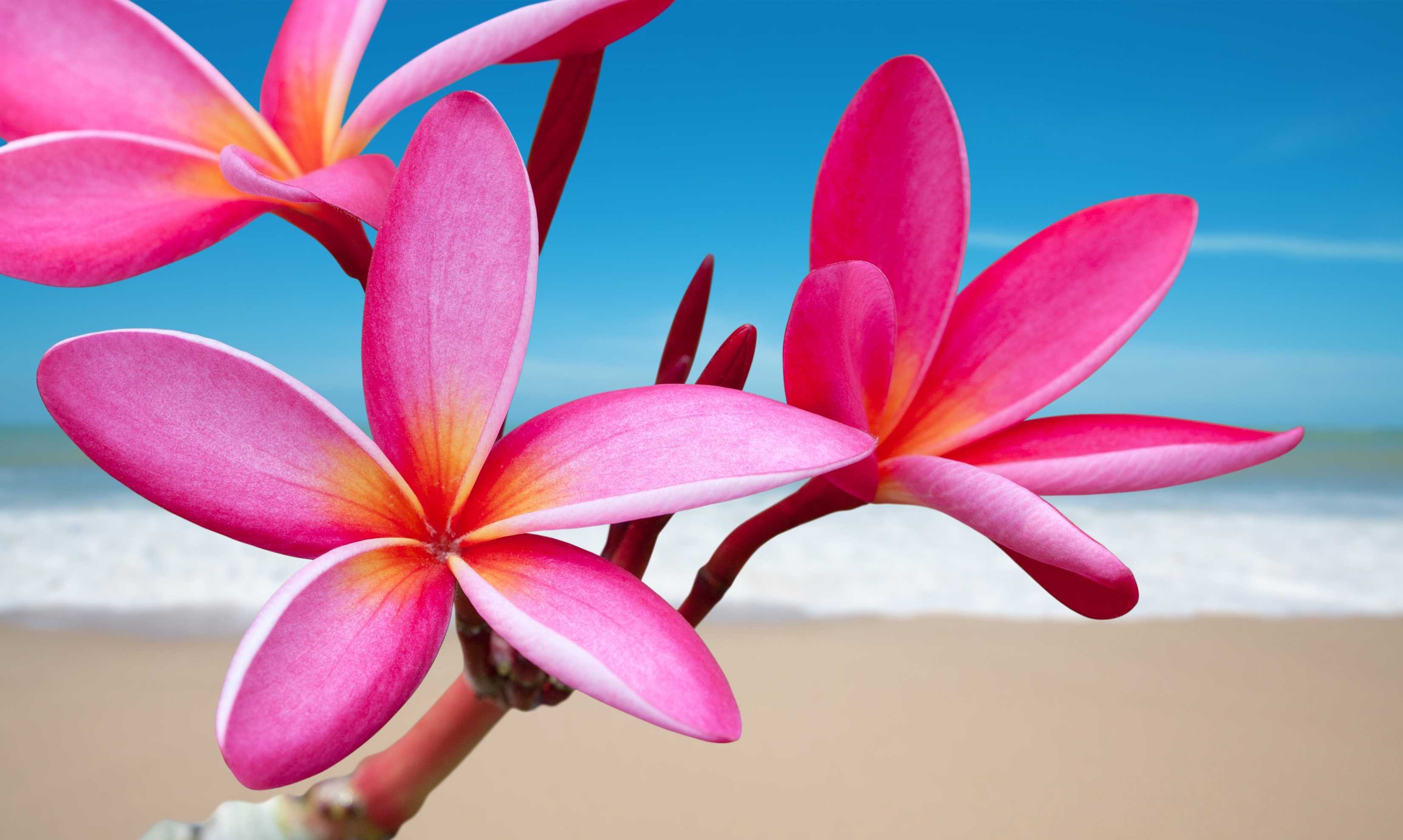 Pink Plumeria Wallpaper , HD Wallpaper & Backgrounds