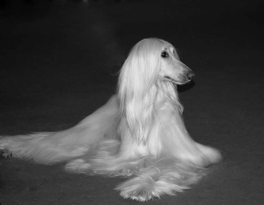 Afghan Hound Hd Wallpaper - White Afghan Hound Puppies , HD Wallpaper & Backgrounds