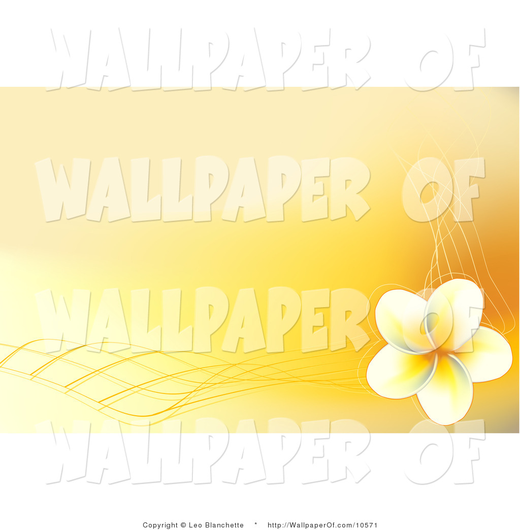 Download Wallpaper Of A Yellow And White Hawaiian Plumeria Flower