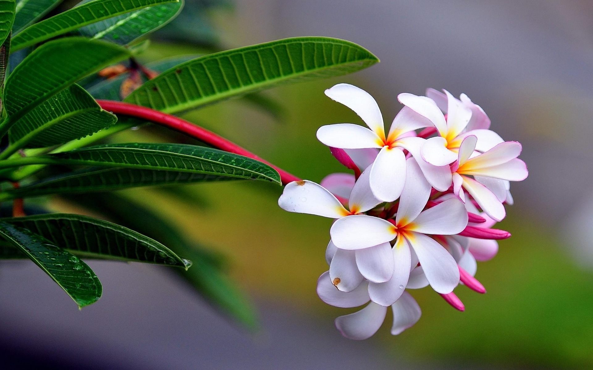 Download Plumeria Flower Hd Wallpaper - Flower Photos Full Hd On Itl.cat