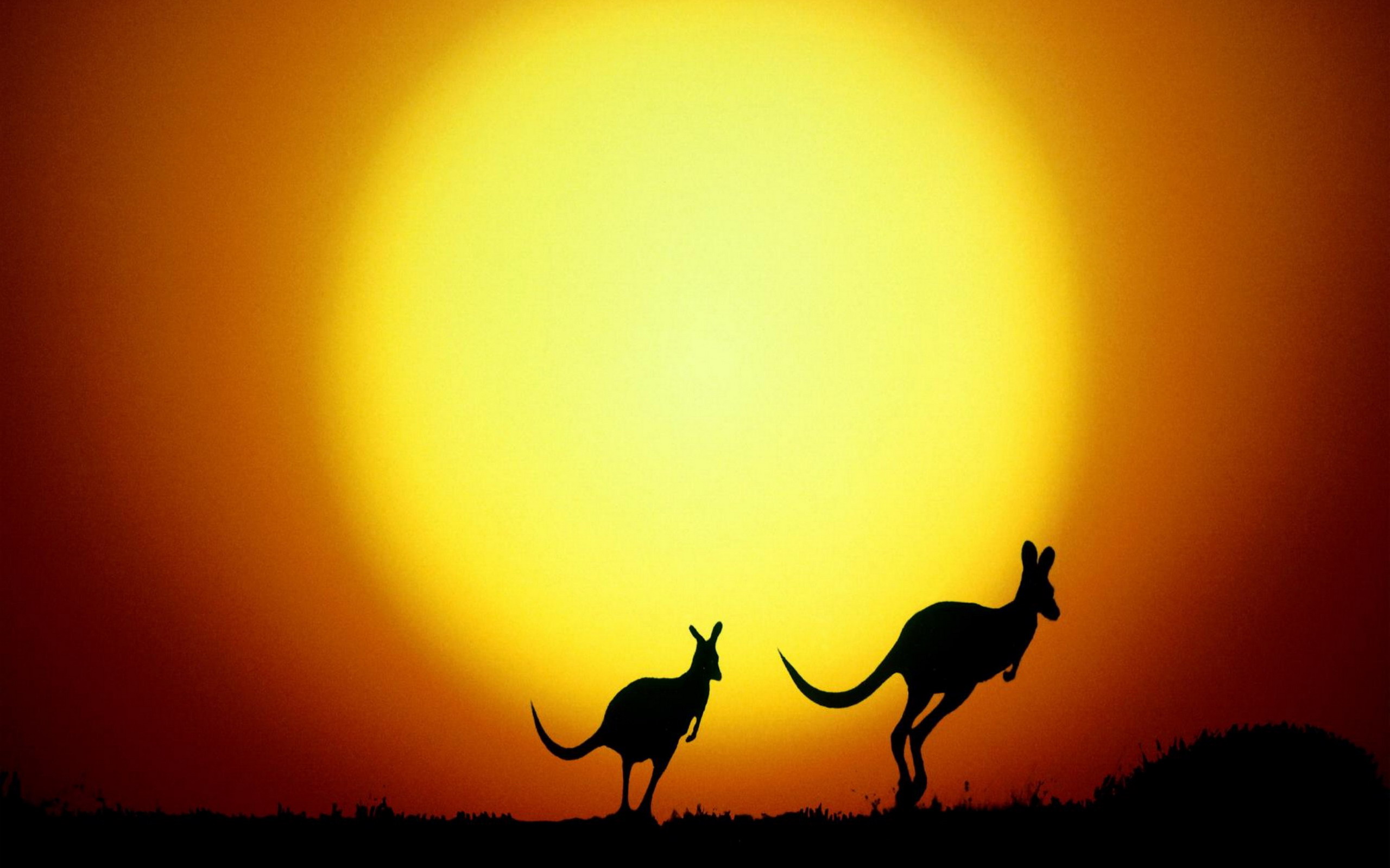 Kangaroo Wallpapers - Australian Kangaroo At Sunset , HD Wallpaper & Backgrounds