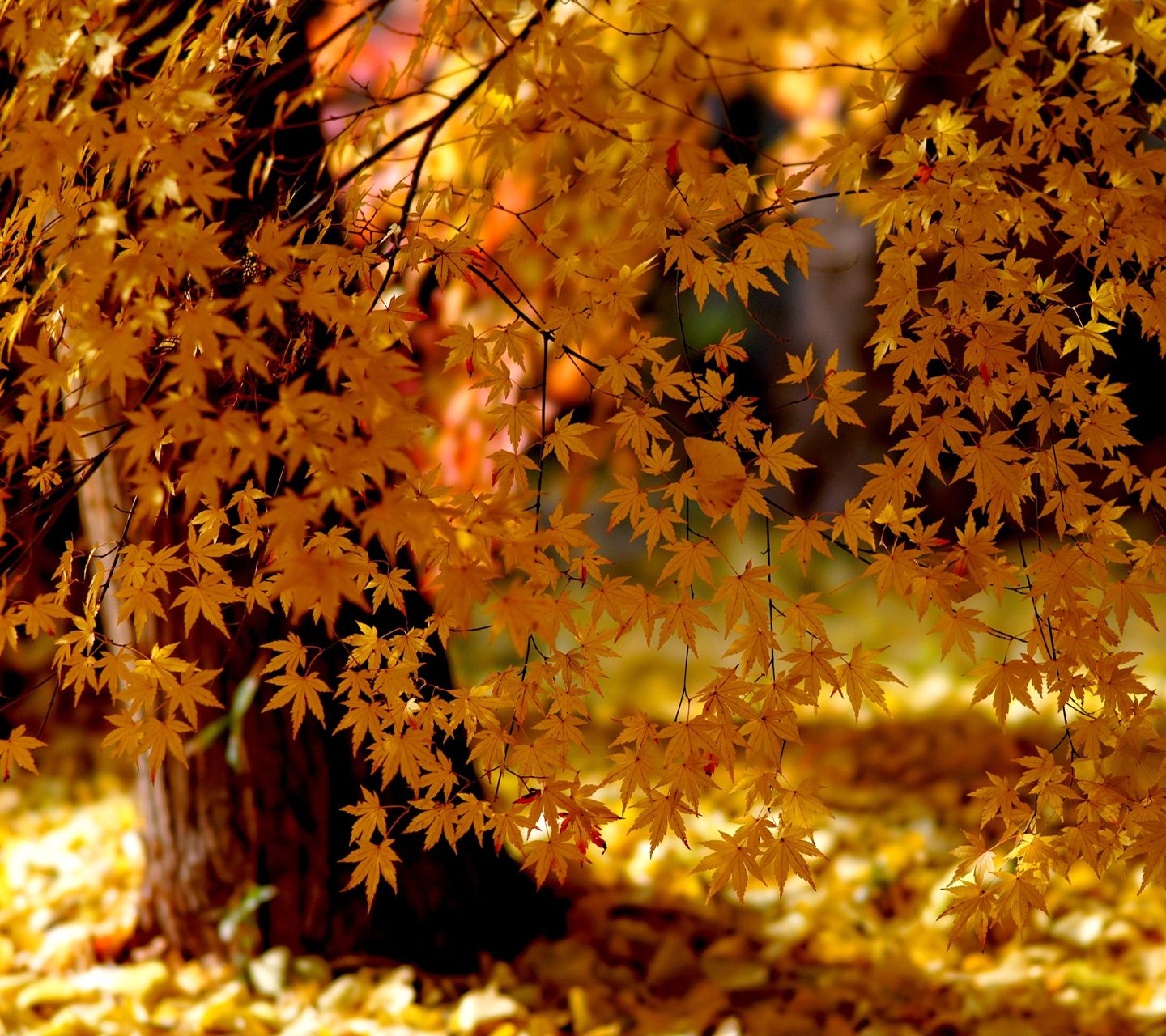 Autumn Phone Wallpapers ,www - Autumn Wallpaper 4k , HD Wallpaper & Backgrounds