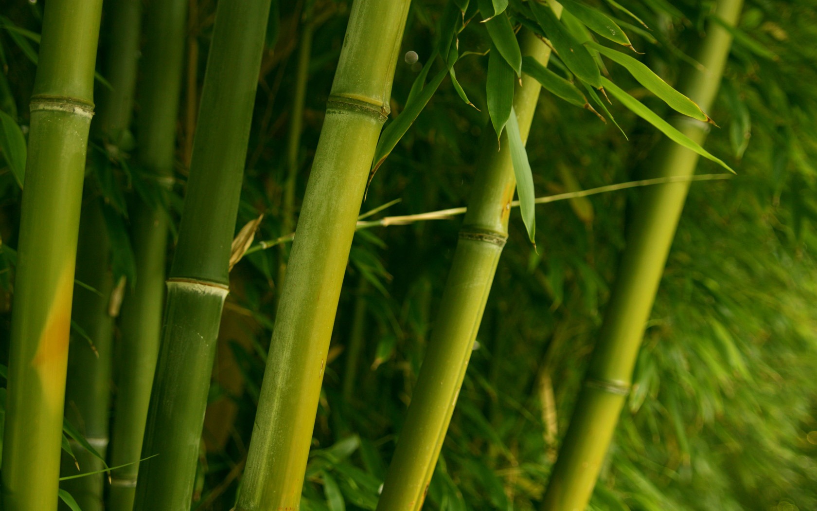 Bamboo Wallpaper Plants Nature Wallpapers - Bamboo Tree Bamboo Background , HD Wallpaper & Backgrounds