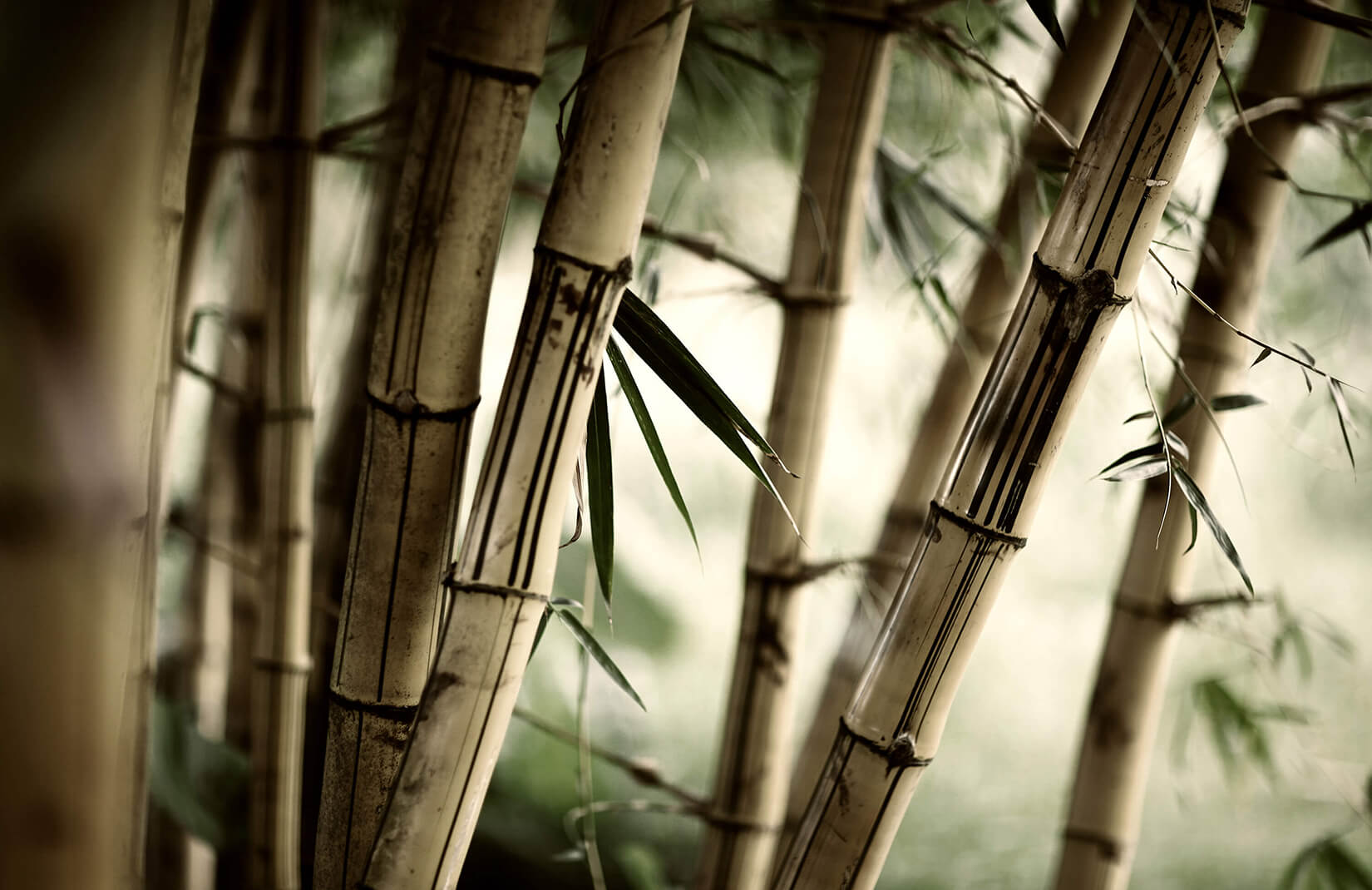 Yellow Bamboo , HD Wallpaper & Backgrounds