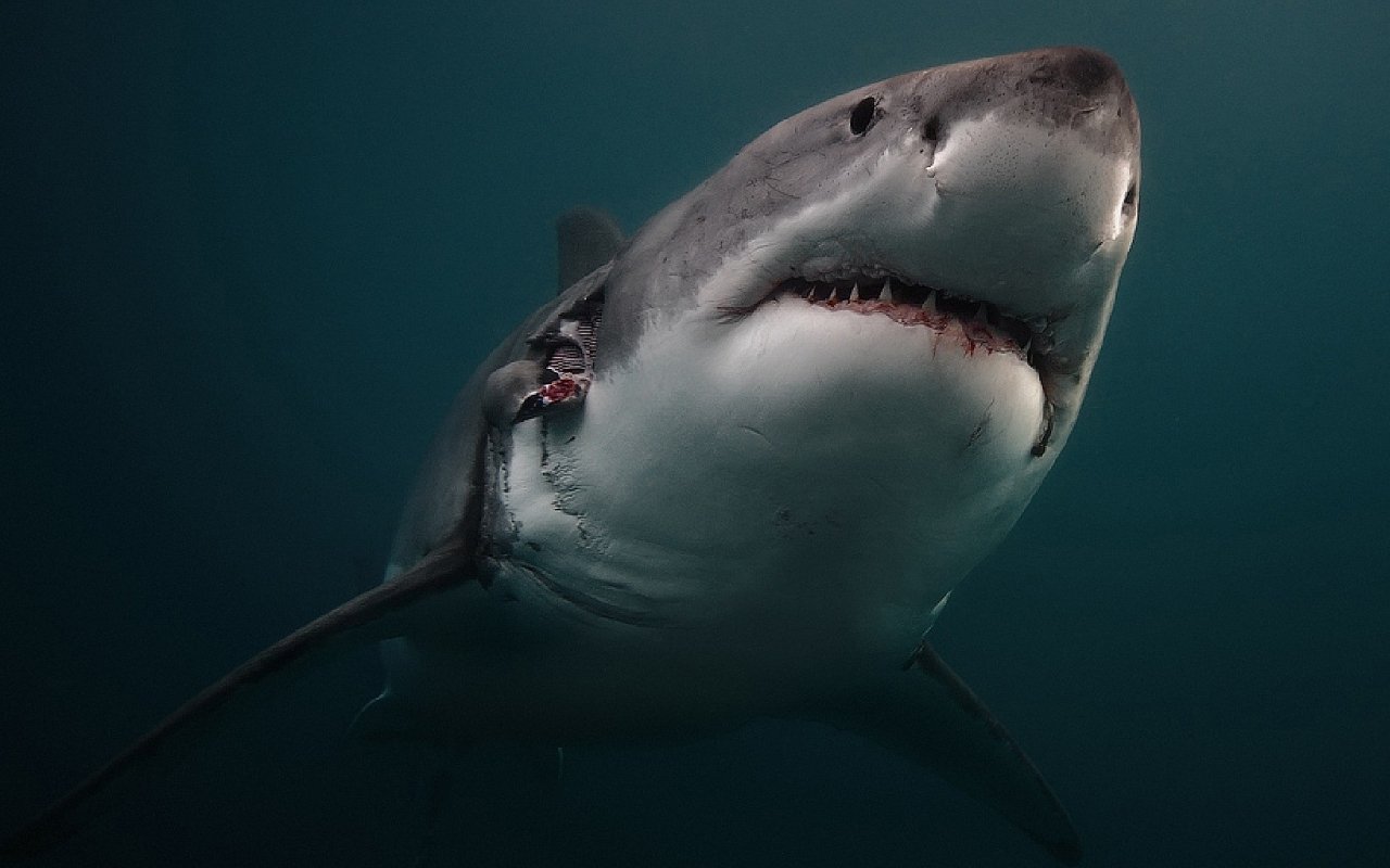 Korkunç Köpek Balığı Hd Duvar Kağıtları / Shark Hd - Great White Shark , HD Wallpaper & Backgrounds