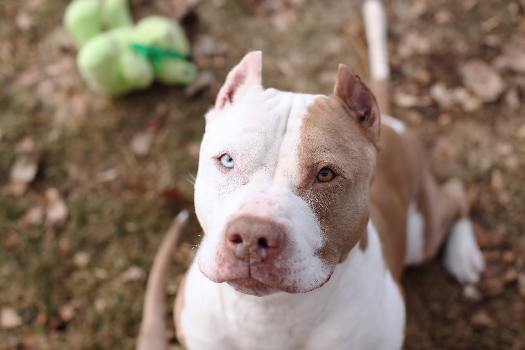 Red Nose Pitbull White And Brown , HD Wallpaper & Backgrounds