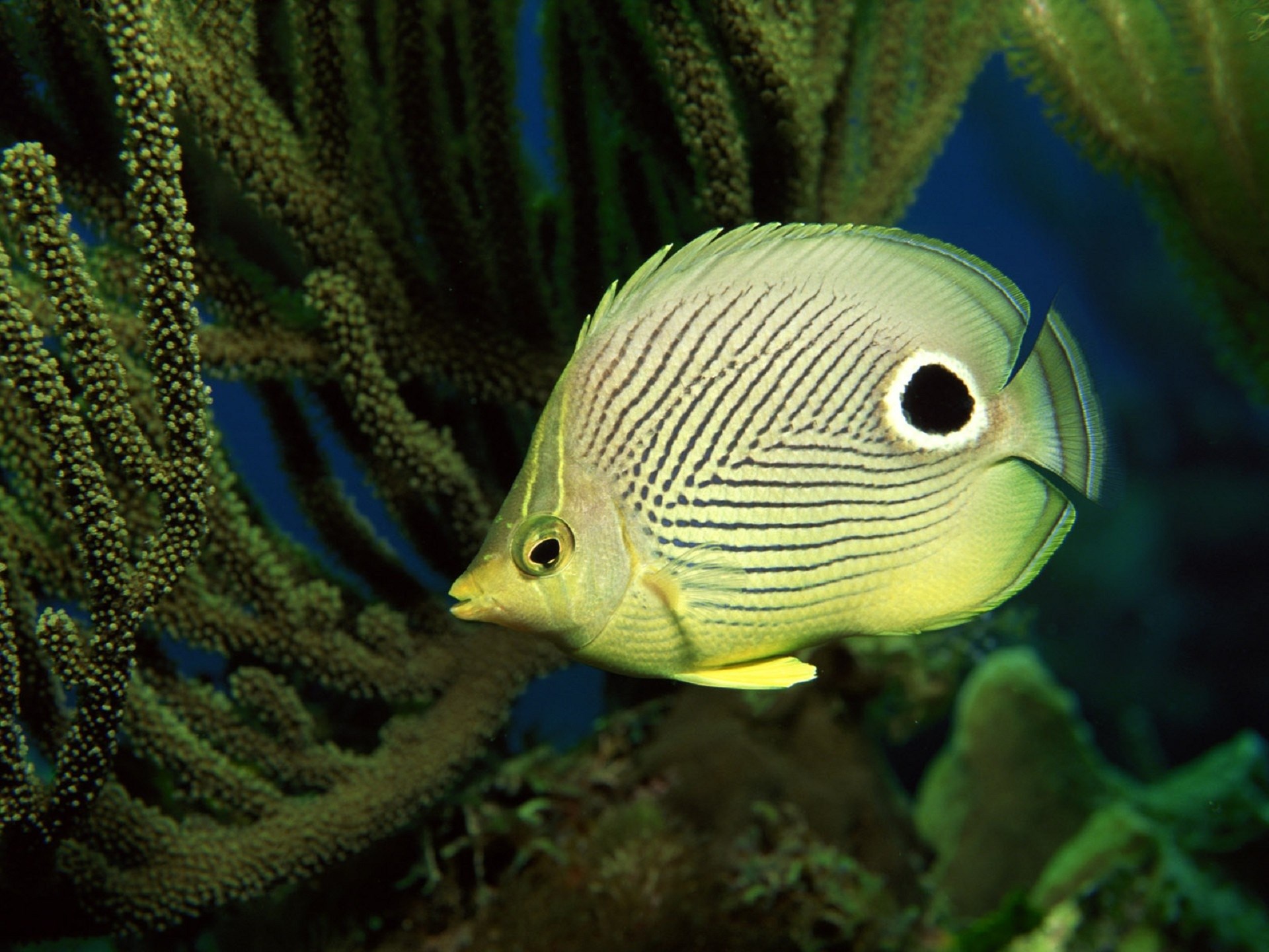 Butterflyfish Full Hd Photo Wallpaper Wpt7203055 - Hd Image Of Sea Animals , HD Wallpaper & Backgrounds