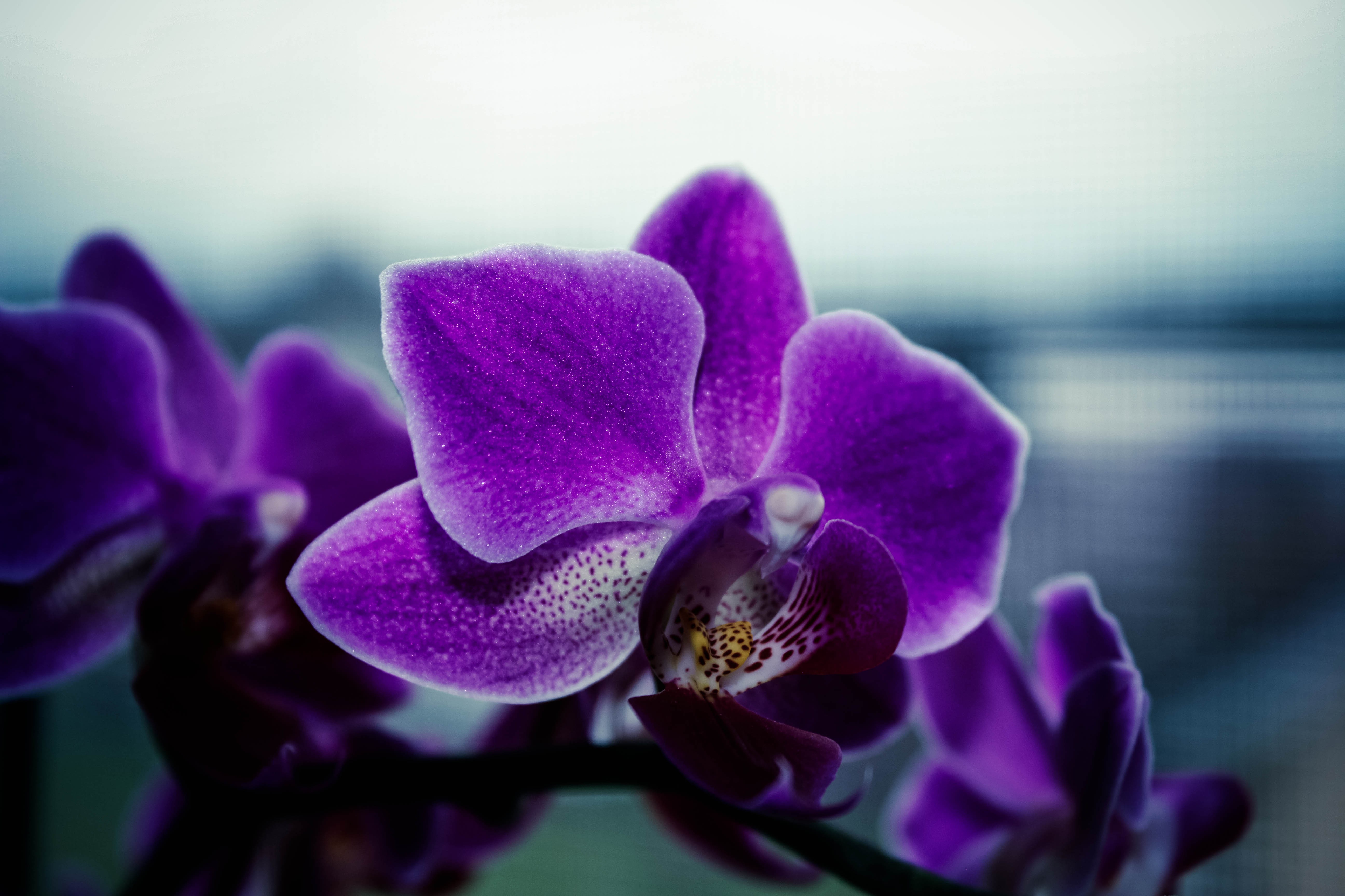 Lila - Фиолетовые Цветы Как Называются , HD Wallpaper & Backgrounds