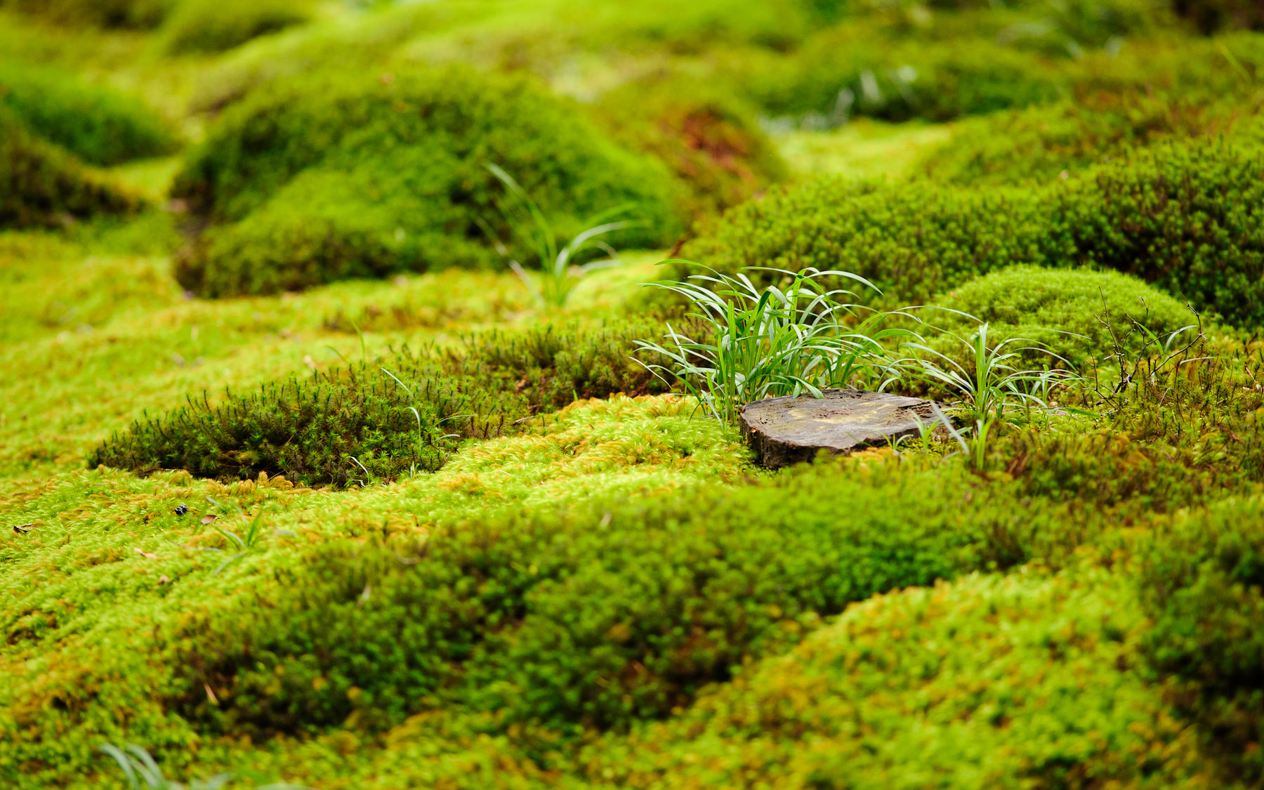Moss Wallpapers - Non Copyrighted Temple , HD Wallpaper & Backgrounds