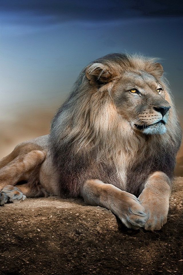 Phone Wallpapers,www - Lion Wallpaper For Mobile , HD Wallpaper & Backgrounds