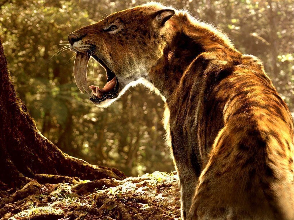 10 Best Saber Tooth Tiger Wallpapers Full Hd 1920×1080 - Saber Toothed Cat , HD Wallpaper & Backgrounds