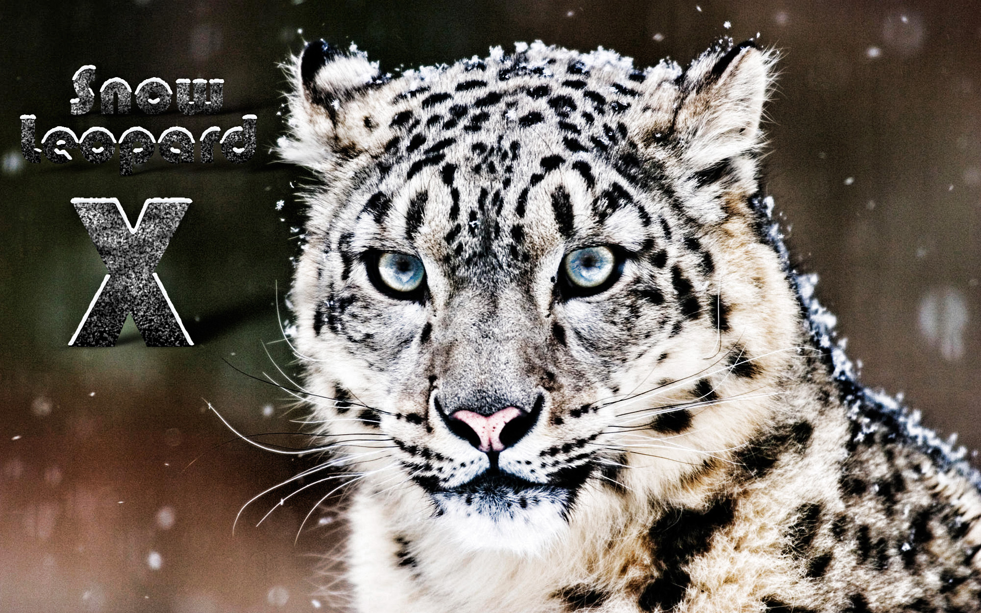 Web Wallpaper Background Snowleopardni Hackintosh - Black Panther White Tiger Animals , HD Wallpaper & Backgrounds