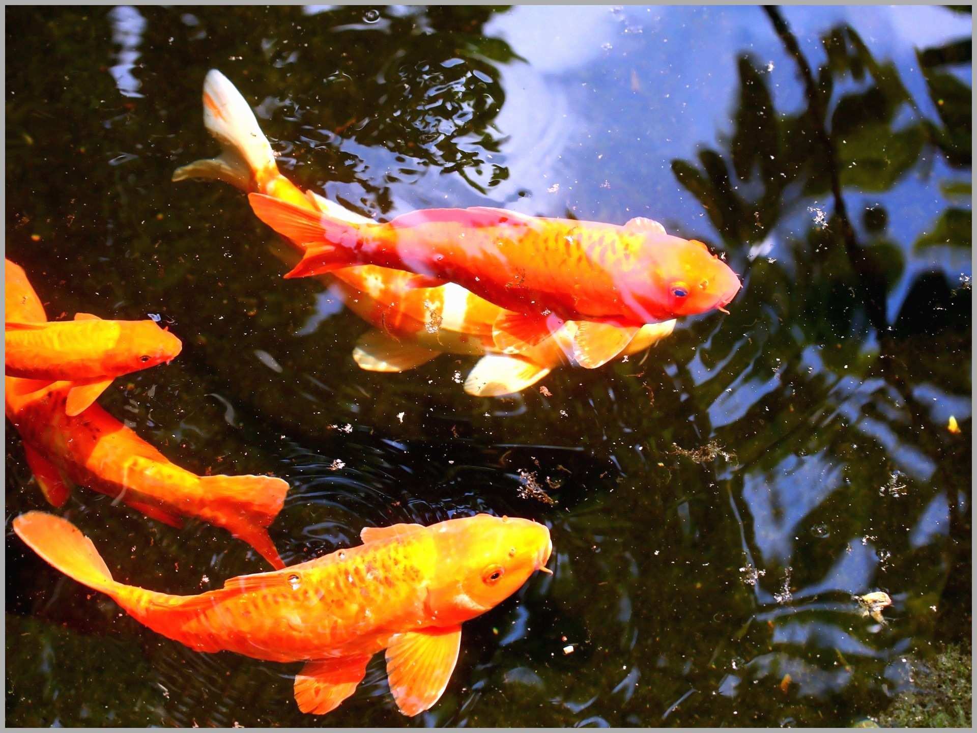 Koi Fish Live Wallpaper Free Download For Windows 7 - Koi Fish Hd , HD Wallpaper & Backgrounds