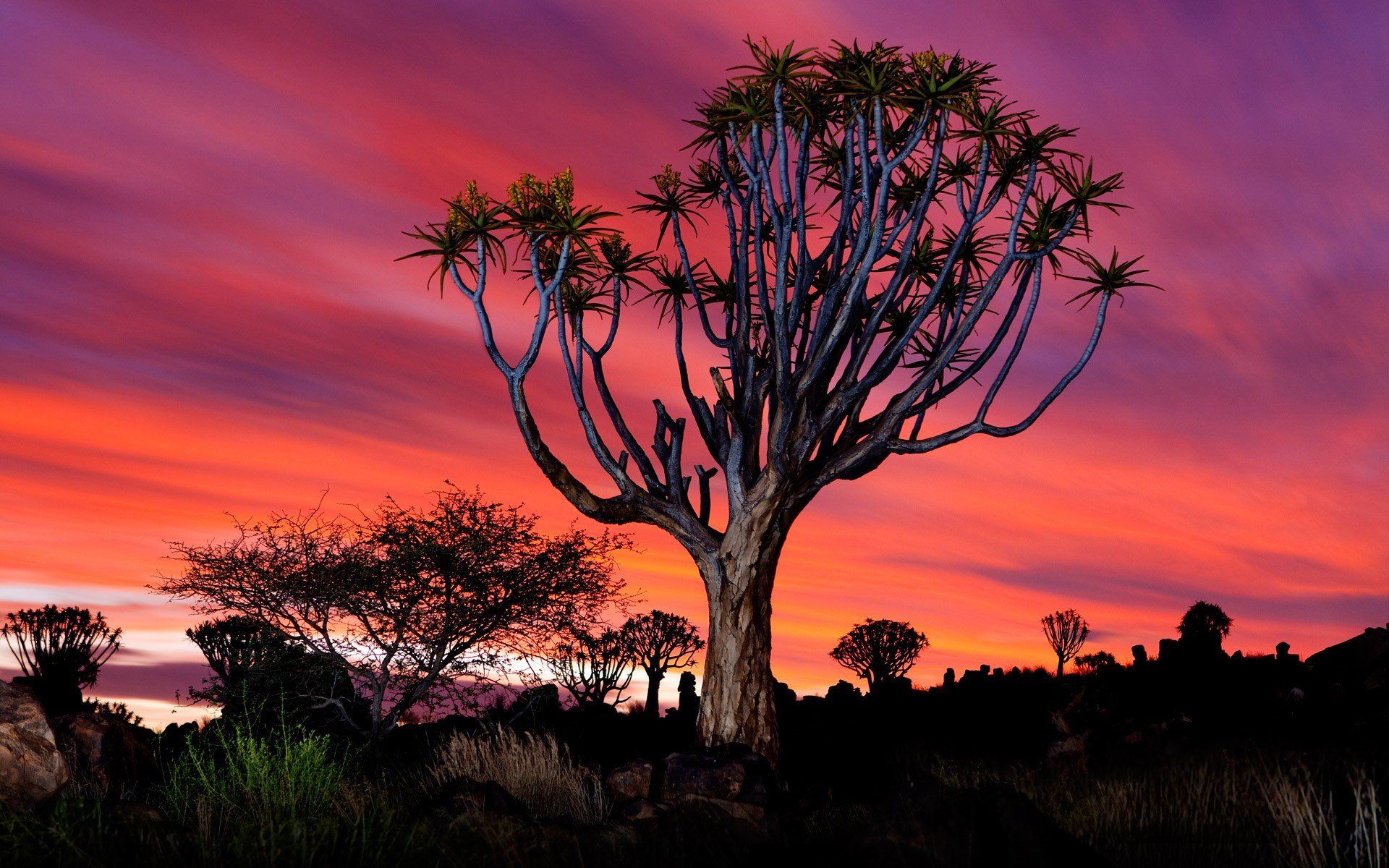 6 Namibia Hd Wallpapers - Quiver Tree Forest , HD Wallpaper & Backgrounds