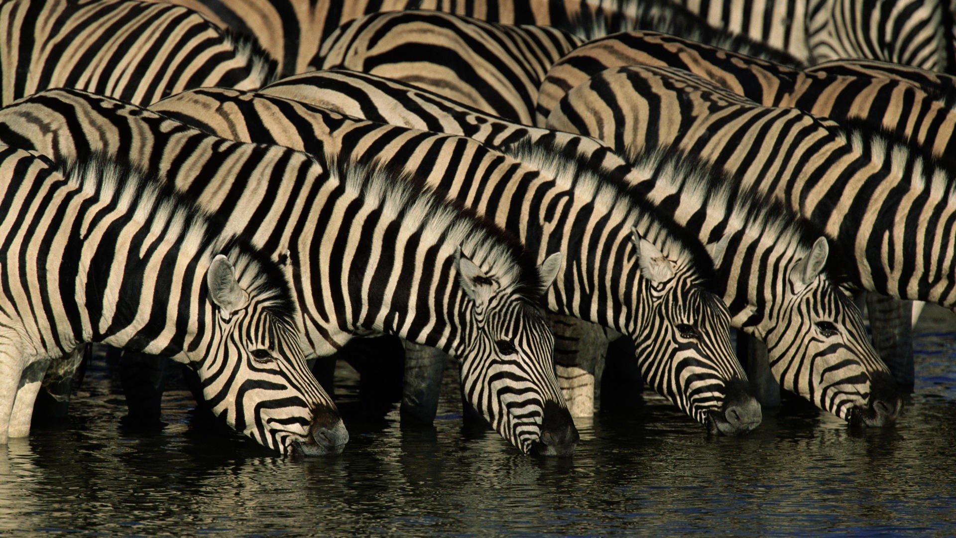 Zebras Namibia Africa National Park Drinking Wallpaper - Zebra Hd , HD Wallpaper & Backgrounds