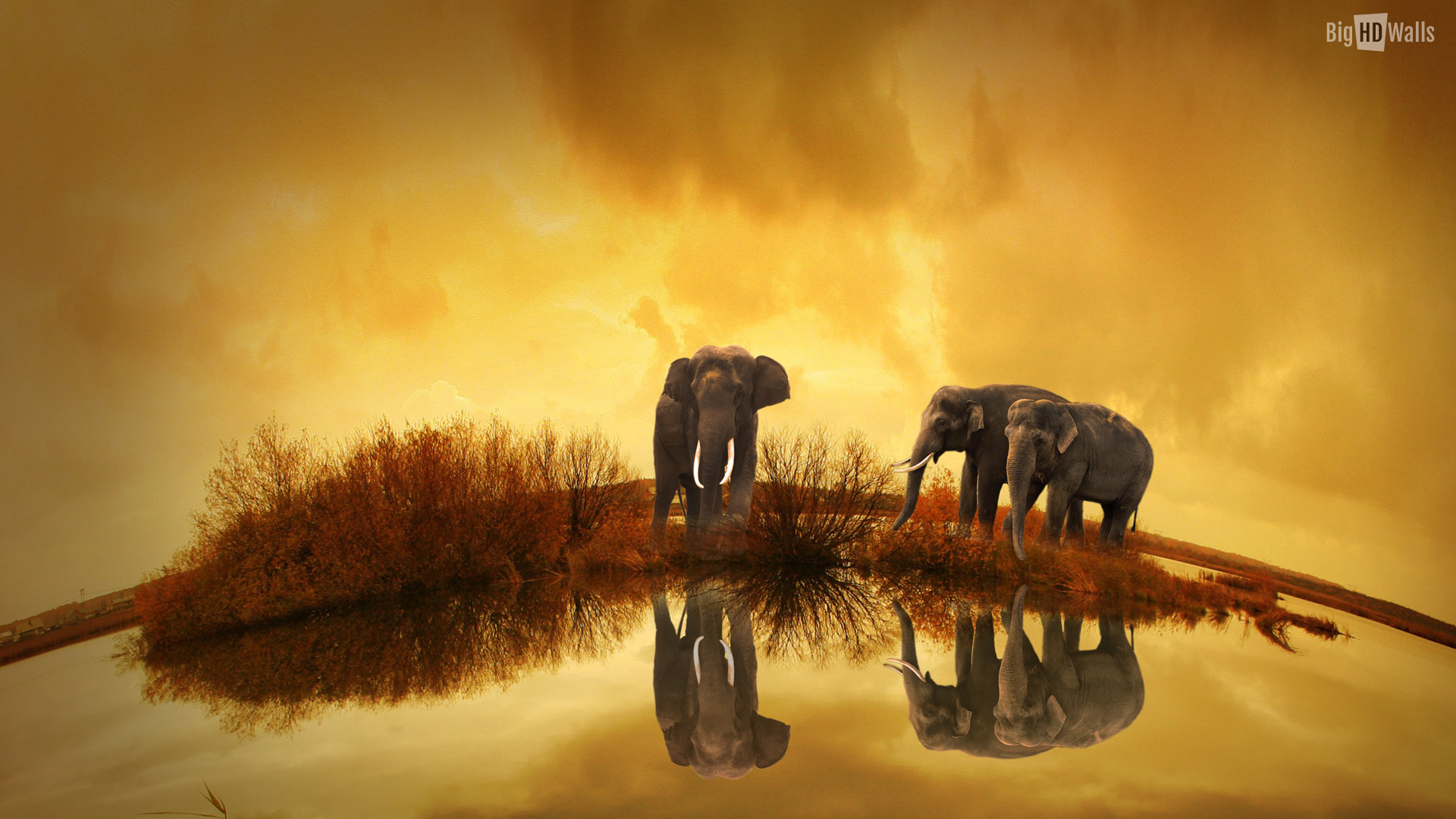 Mesmerizing Hd Wallpaper Of Elephants In Thailand Bighdwalls - Way We Choose To See The World Creates The World We , HD Wallpaper & Backgrounds