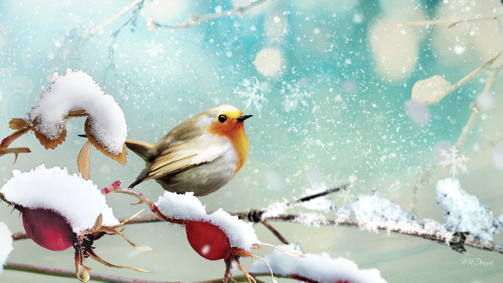 Little Winter Bird - Winter Bird Desktop Backgrounds , HD Wallpaper & Backgrounds