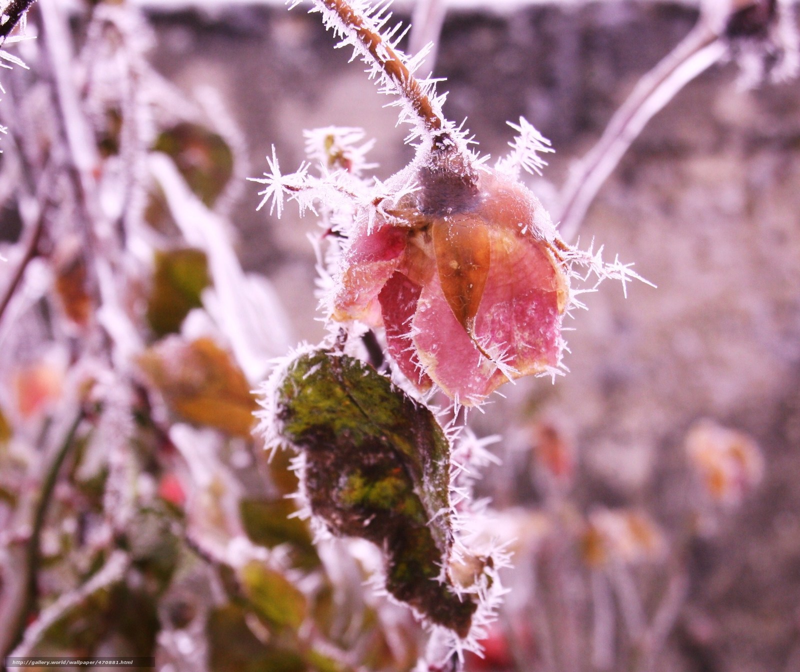 Download Wallpaper Rose, Gel, Hiver, Fleur Free Desktop - Fond D Écran Gratuit Fleur D Hiver , HD Wallpaper & Backgrounds