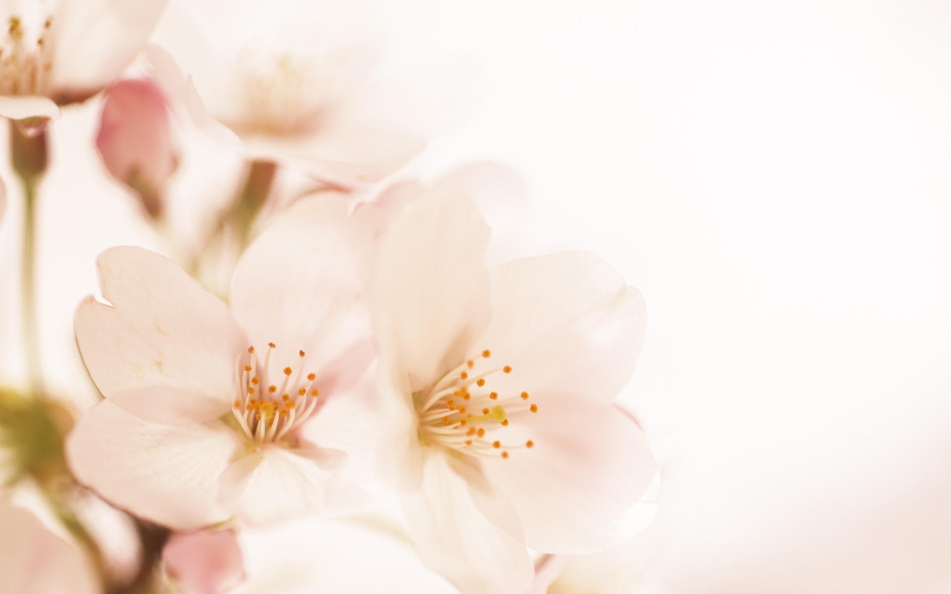 1920*1200 Soft Focus Romantic Sweet Flowers Photos - Slide Background Images Flower , HD Wallpaper & Backgrounds