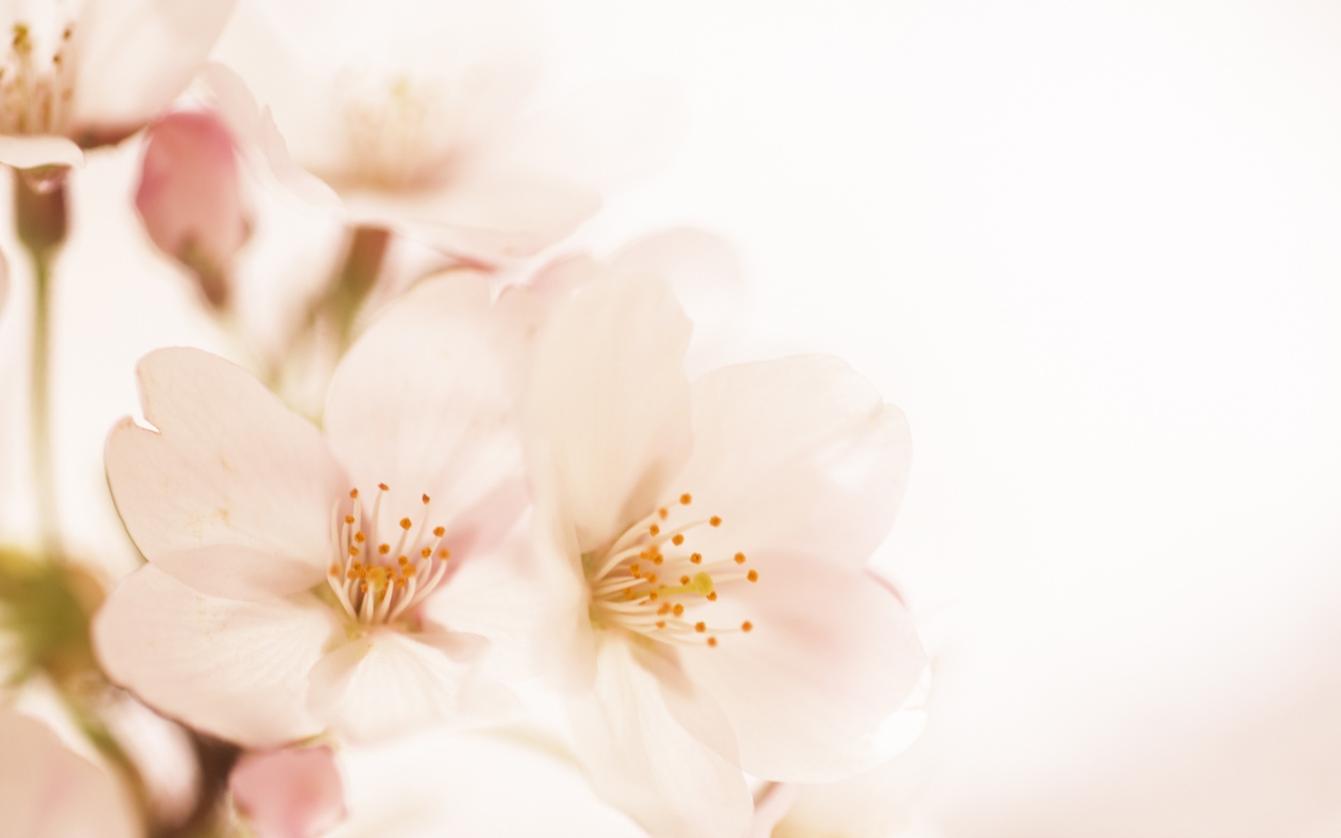 1920*1200 Soft Focus Romantic Sweet Flowers Photos - Slide Background Images Flower , HD Wallpaper & Backgrounds