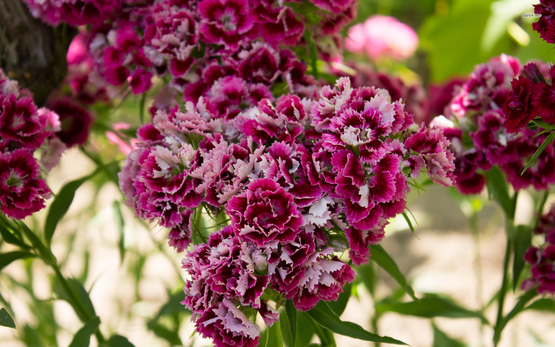 Sweet William Wallpaper - Buddleia , HD Wallpaper & Backgrounds