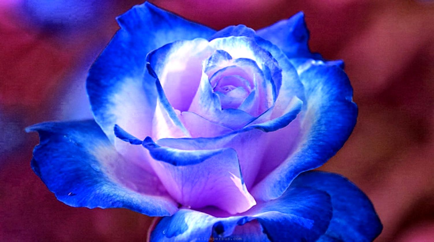 Hd Wallpapers Desktop Blue Flower Hd Wallpapers Sweet - Beautiful Blue And Purple Rose , HD Wallpaper & Backgrounds