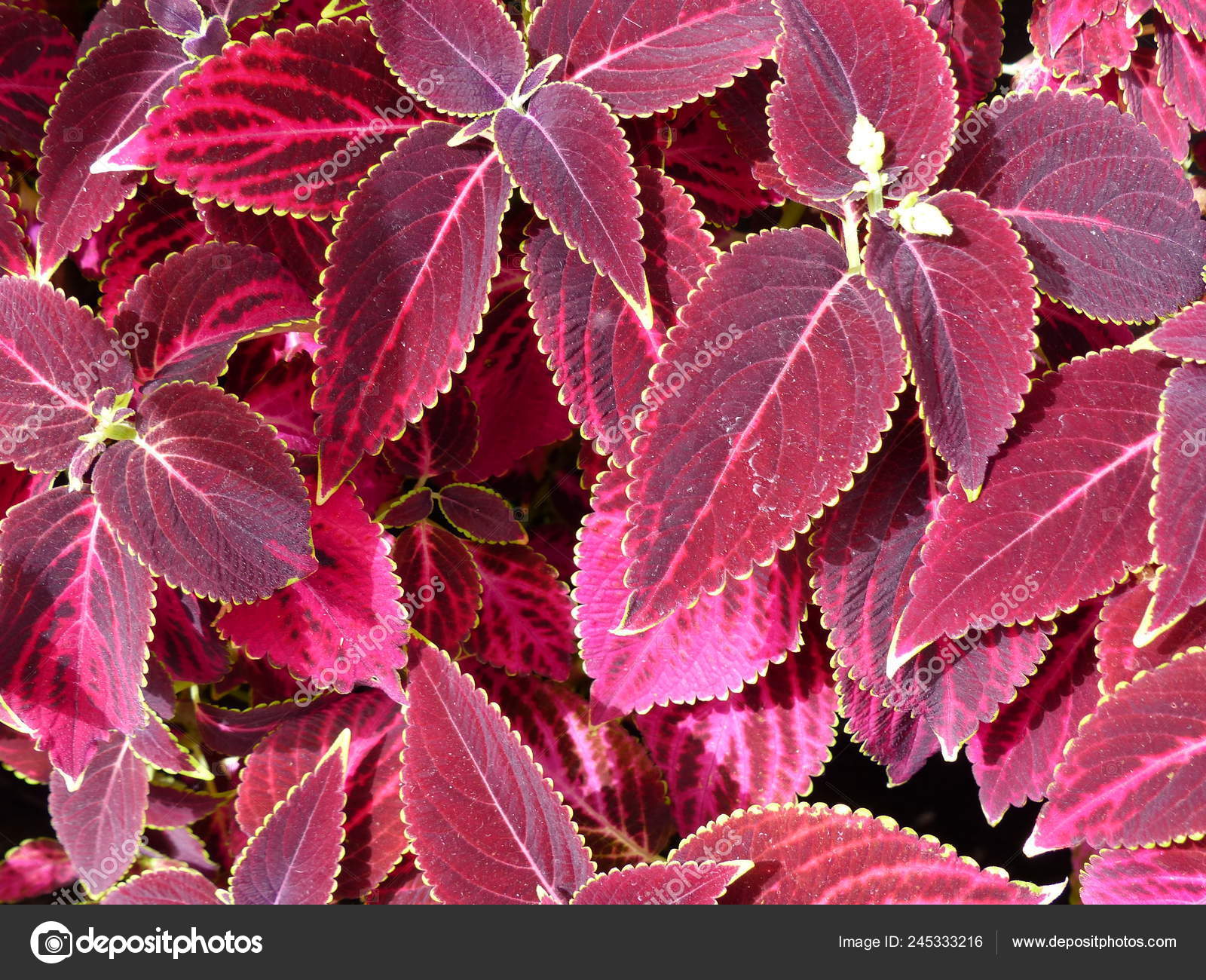 Beautiful Natural Leaves Flowers Wallpaper For Your - Houseplant , HD Wallpaper & Backgrounds