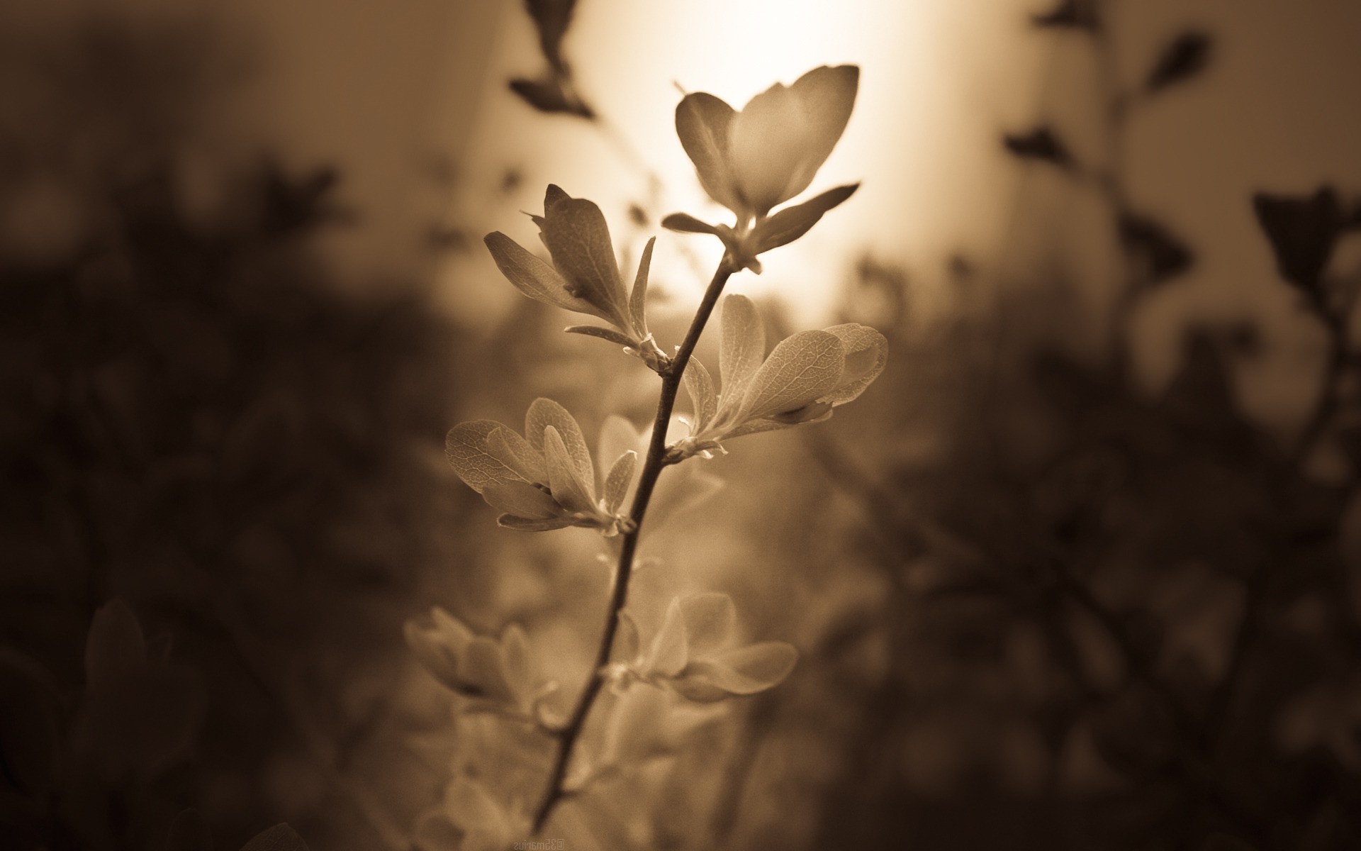 Flowers Sepia Wallpaper And Background - Sepia Hd , HD Wallpaper & Backgrounds