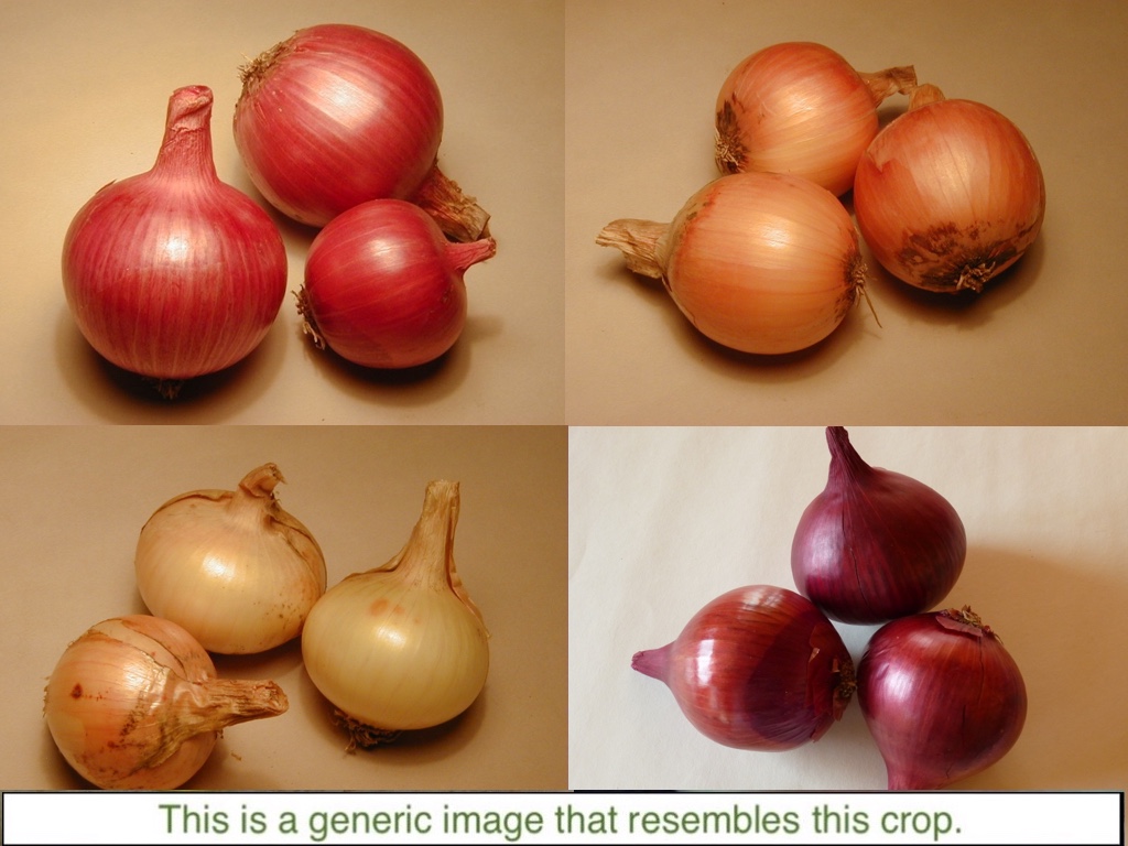 Image - Red Onion , HD Wallpaper & Backgrounds