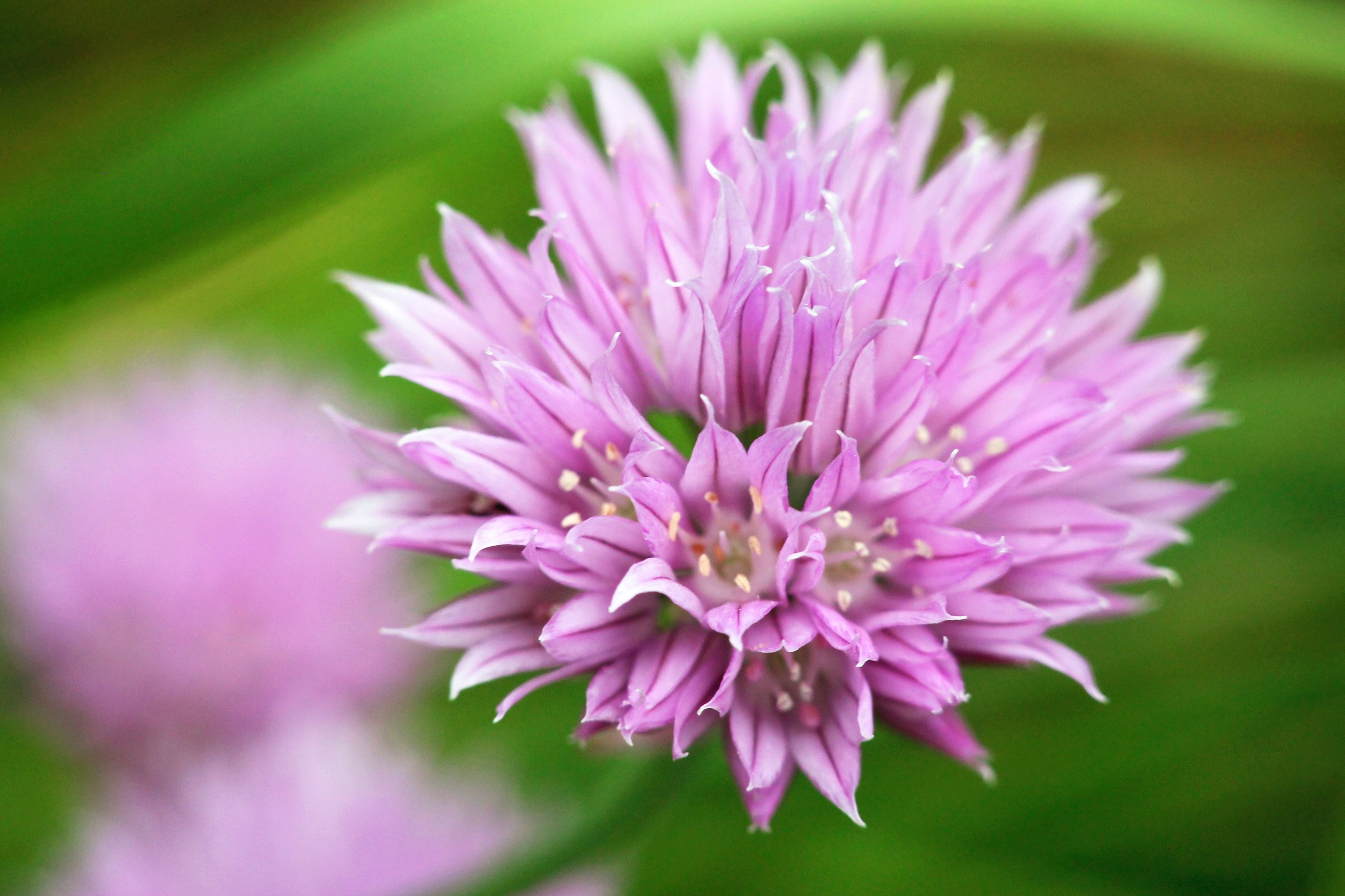 Onion, Blossom, Chives, Colourful, Free, Plant,hd Nature - Red Clover , HD Wallpaper & Backgrounds