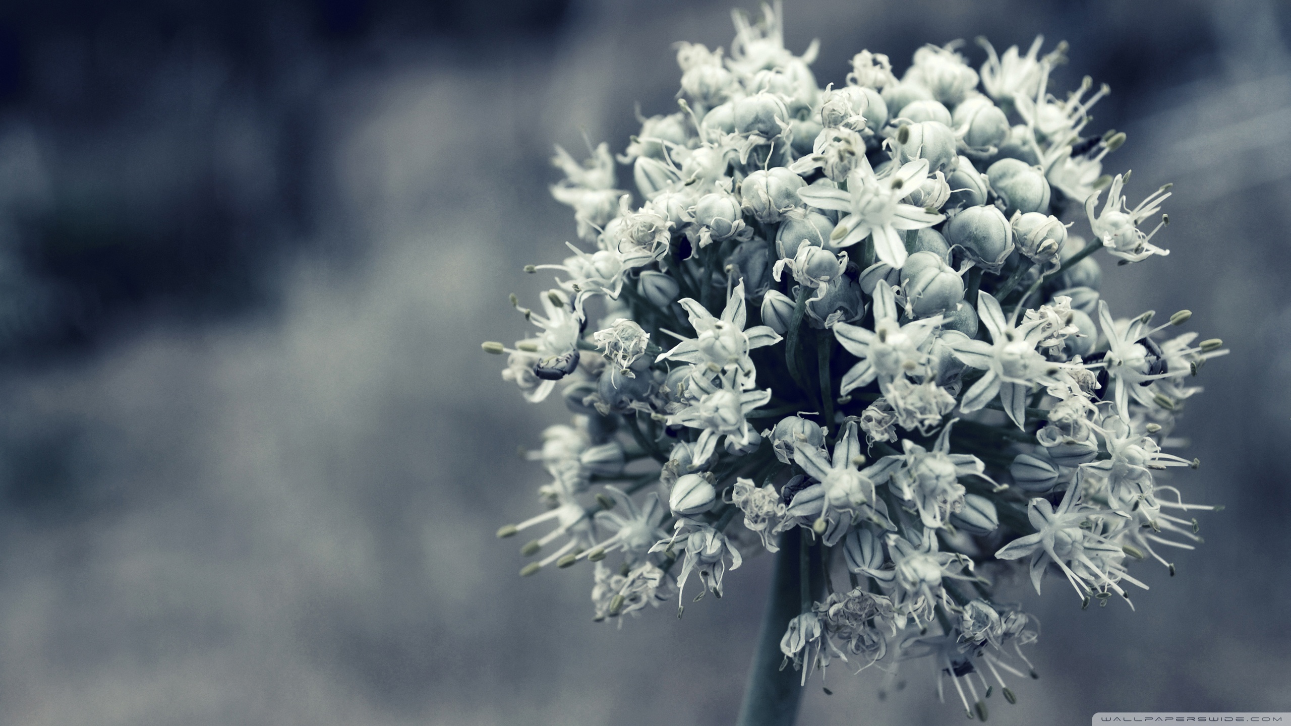 Standard - Facebook Cover Photos White Flowers , HD Wallpaper & Backgrounds