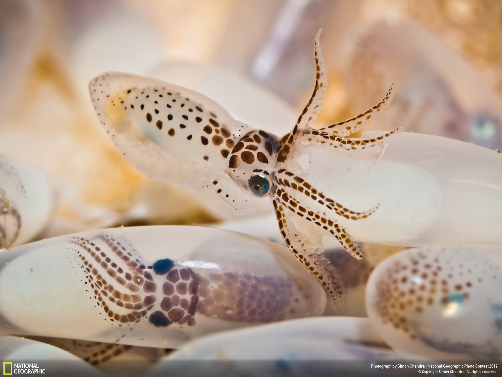 163712 - Baby Octopus In Eggs , HD Wallpaper & Backgrounds
