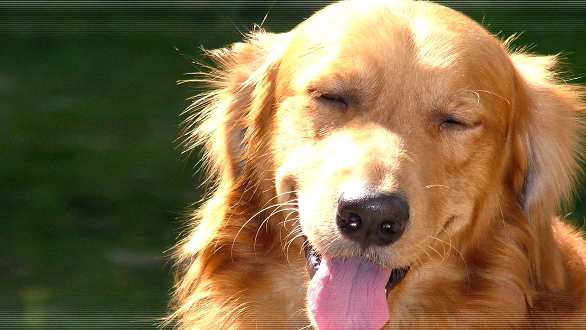 Brown Yawning Dog 1080p Hd Desktop Wallpaper - Hd Dog , HD Wallpaper & Backgrounds