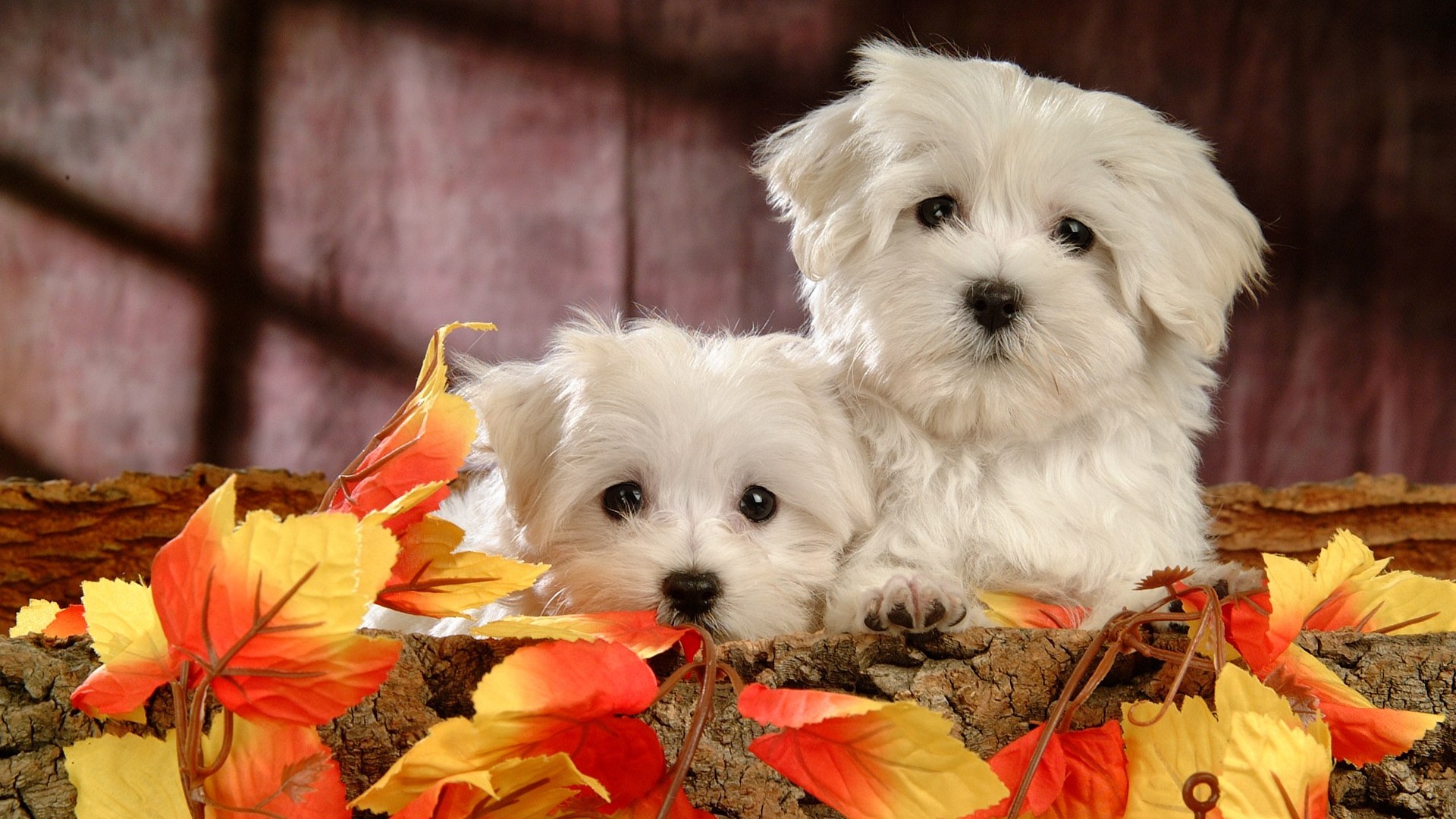 Fluffy Kleinen Hund Tapete - Maltese Dog , HD Wallpaper & Backgrounds