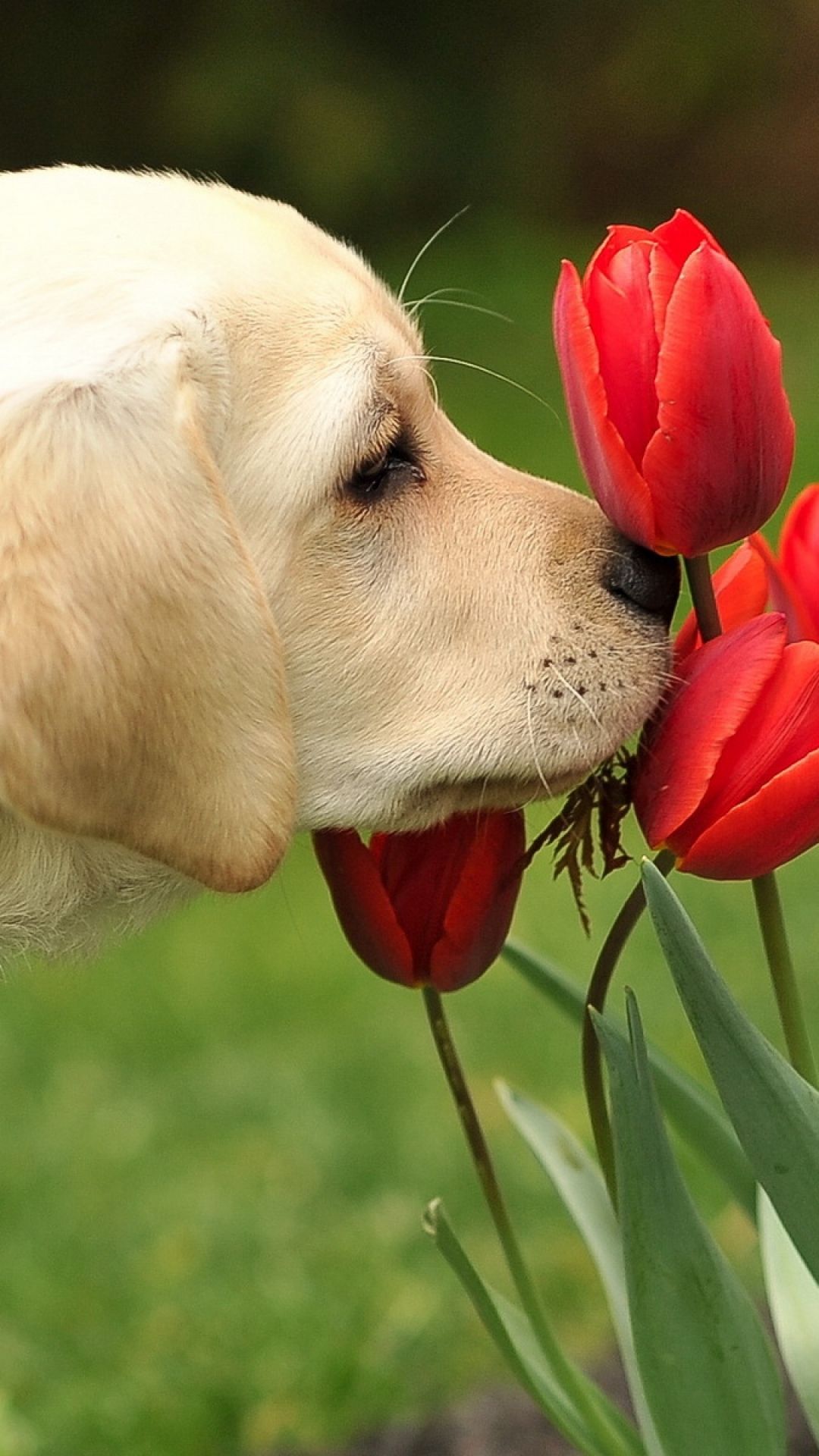 Wallpaper Dog, Flowers, Nature - New Year Good Morning Wishes 2019 , HD Wallpaper & Backgrounds