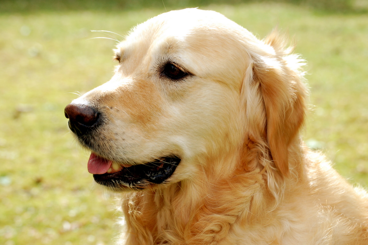 Golden Retriever Hund Dog , HD Wallpaper & Backgrounds