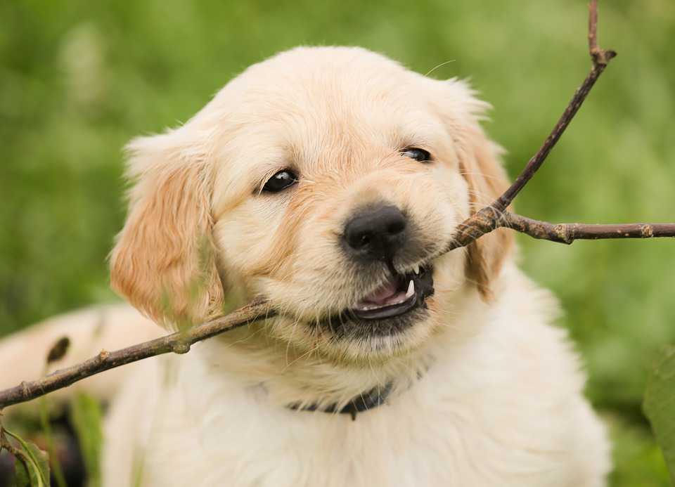 Welpe Golden Retriever Dog Haustier - Golden Retriever Puppy With Stick , HD Wallpaper & Backgrounds