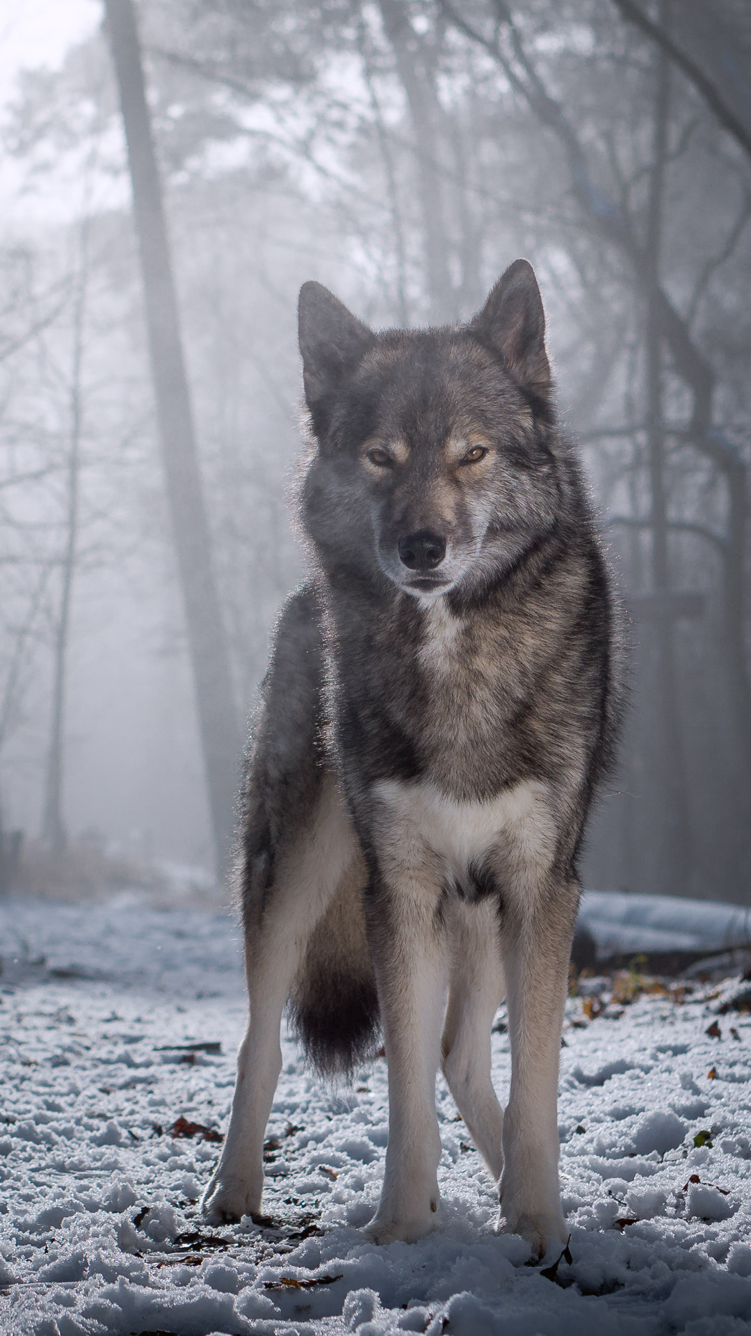 Wallpaper Wolf Look-alike Siberian Husky Ninja Vom - Legal Sözleri , HD Wallpaper & Backgrounds