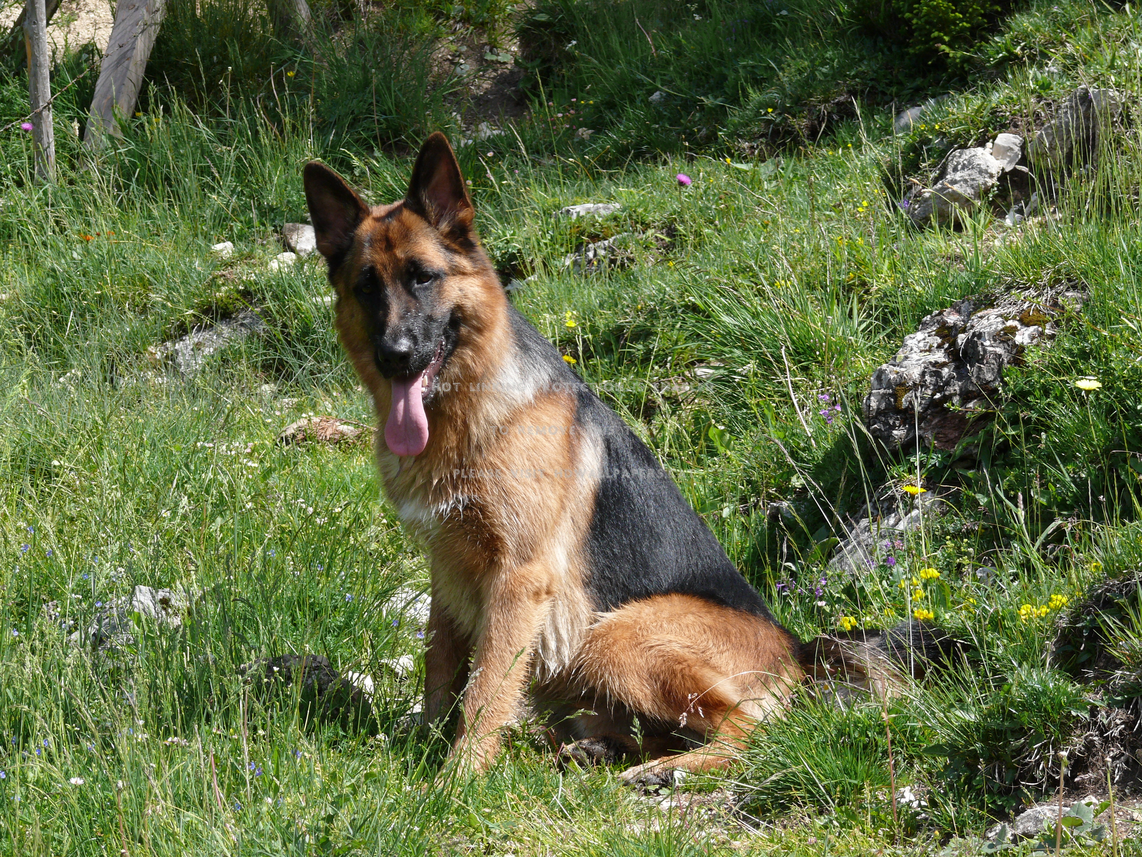 Old German Shepherd Dog , HD Wallpaper & Backgrounds
