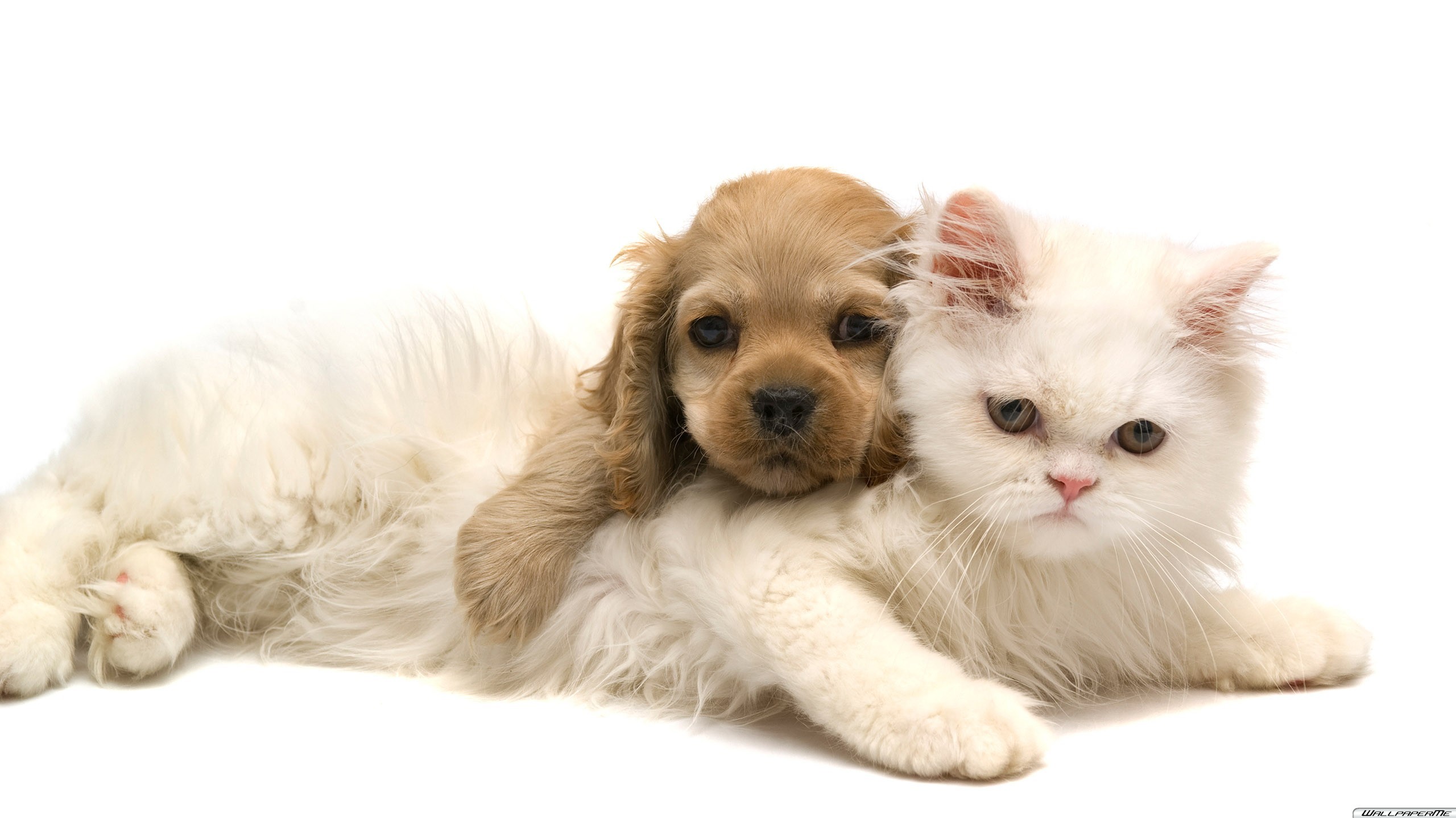 Desktop Hintergrundbilder - Dogs And Cats Background Free , HD Wallpaper & Backgrounds